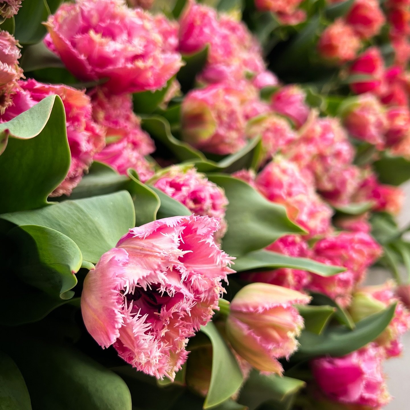 Cairns. She sometimes looks pink, sometimes looks purple, depending on your own mood.
.
.
.
#tulips #tulipseason #springflowers #mayfieldfarm #mayfieldfarmwv #morgantownflowerfarm #flowerfarm #flowerfarmer #womenwhofarm #farmher #womeninag #buylocal 