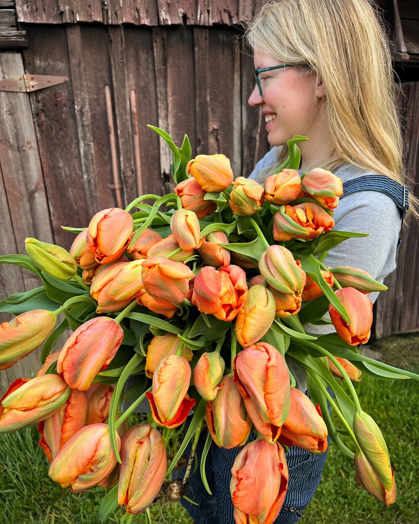 There&rsquo;s never a bad day for flowers.

Avignon Parrot tulip.
.
.
.
#tulips #tulipseason #springflowers #mayfieldfarm #mayfieldfarmwv #morgantownflowerfarm #flowerfarm #flowerfarmer #womenwhofarm #farmher #womeninag #buylocal #localflowers #morga