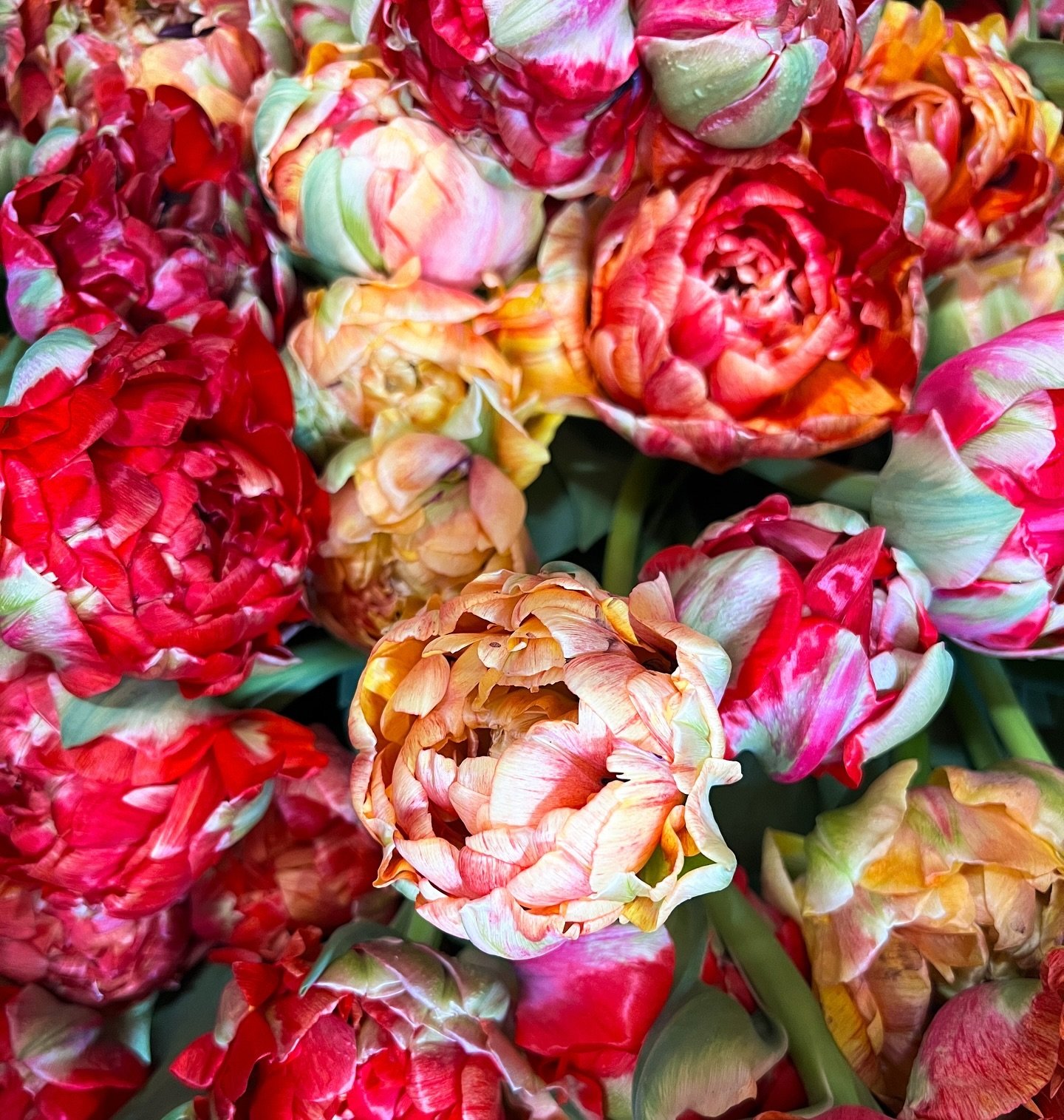 Gudoshnik double tulips are the colors of Ranier cherries.
.
.
.
#tulips #tulipseason #springflowers #mayfieldfarm #mayfieldfarmwv #morgantownflowerfarm #flowerfarm #flowerfarmer #womenwhofarm #farmher #womeninag #buylocal #localflowers #morgantownwv