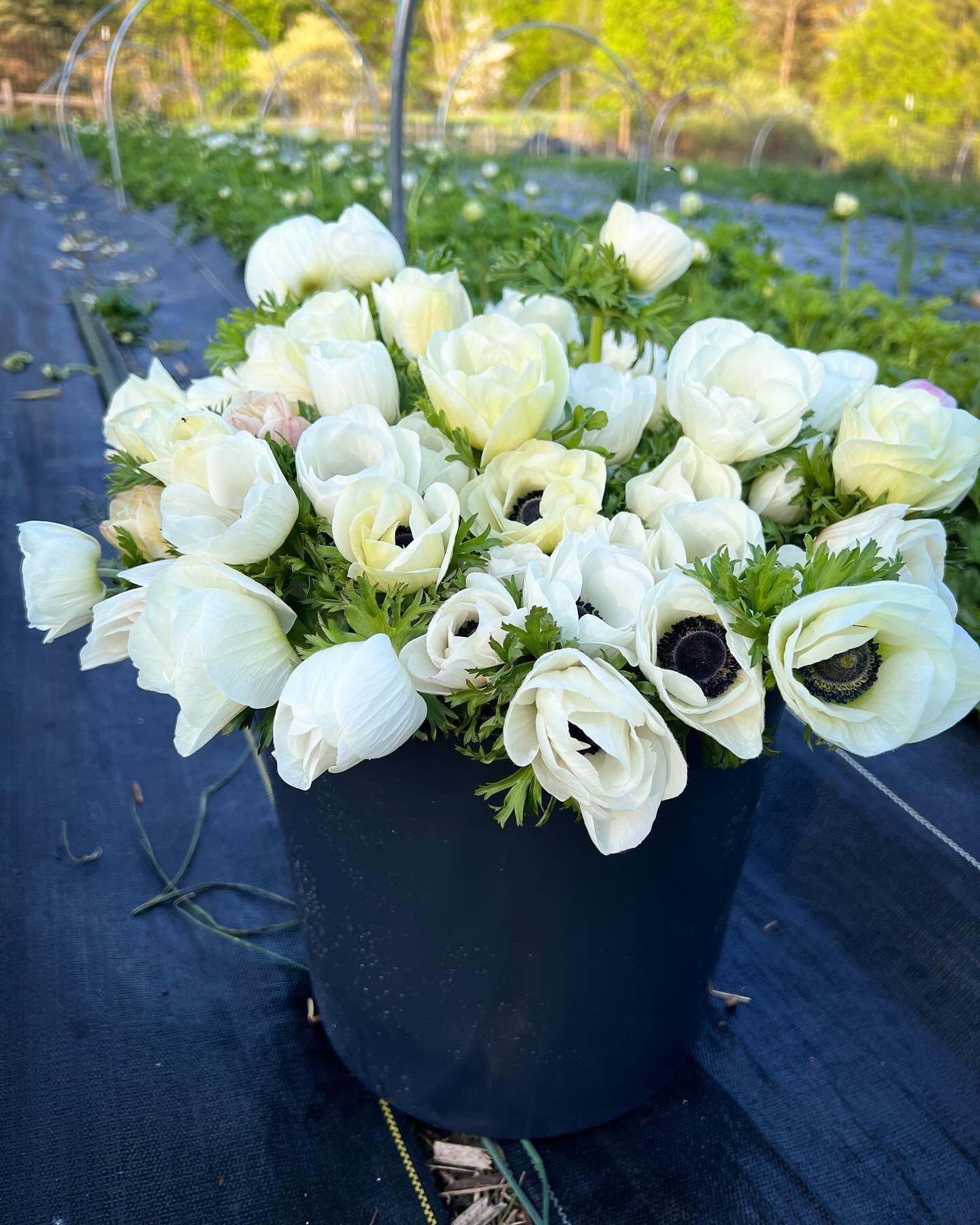 Our Mother&rsquo;s Day preorder is OPEN! We should even have ✨ranunculus✨ by then, as well as these gorgeous anemones. Beautiful, elegant bouquets for your mom, wife, best friend, sister, grandmother, or daughter: moms deserve special flowers. They&r
