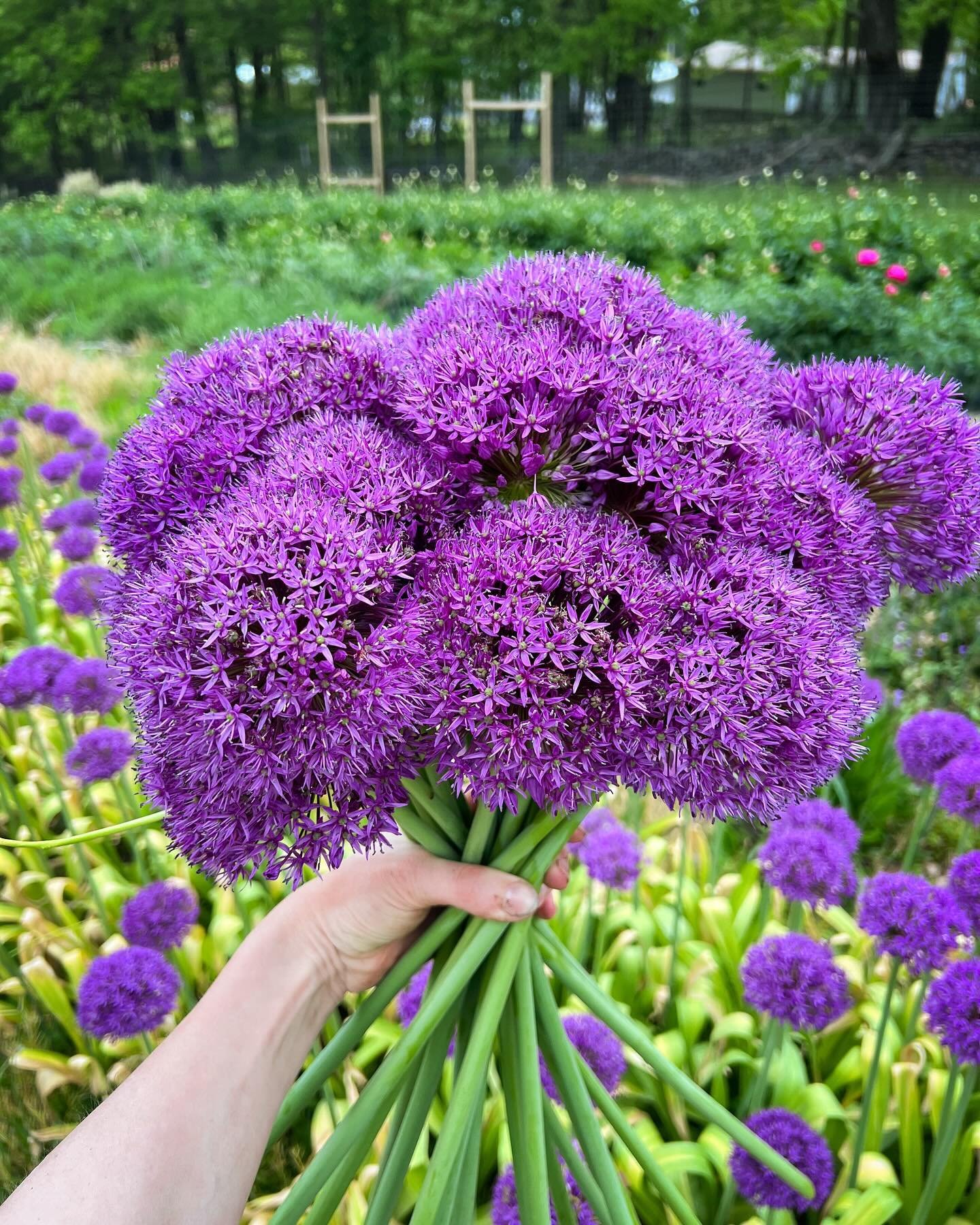 These Dr. Seuss-looking guys will be with us at the Morgantown farmers market today, downtown form 8:30-noon. They are Purple Sensation allium, and I think they smell like grapes. Come check them out!
.
.
.
#alliums #springflowers @morgantownmkt #may
