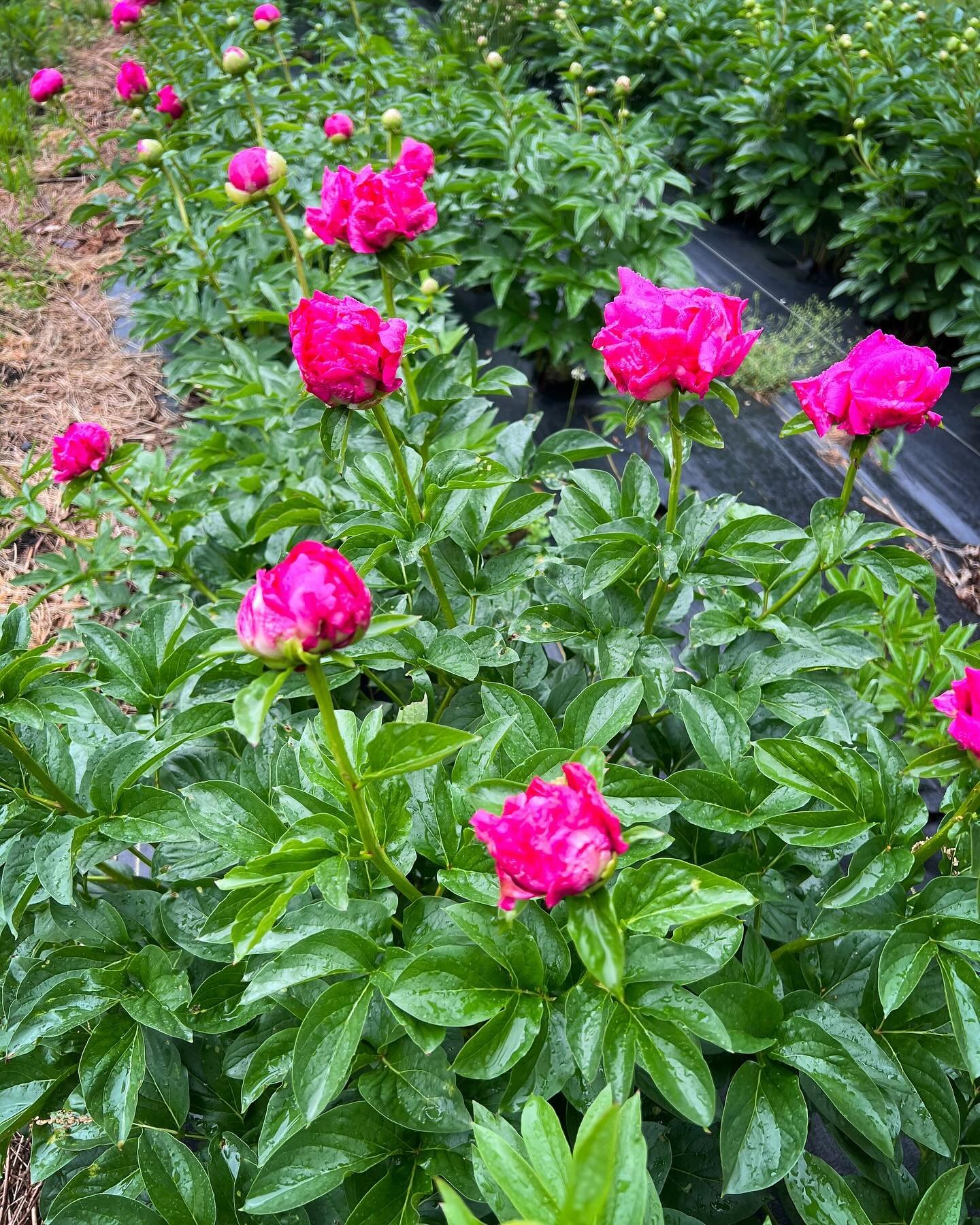 First year they sleep, second year they creep, third year they leap. This peony patch is in its second year so we won&rsquo;t really be cutting on it yet&hellip;but a couple peonies might find their way into our Mom Bouquets, who can say.
.
.
.
#peon