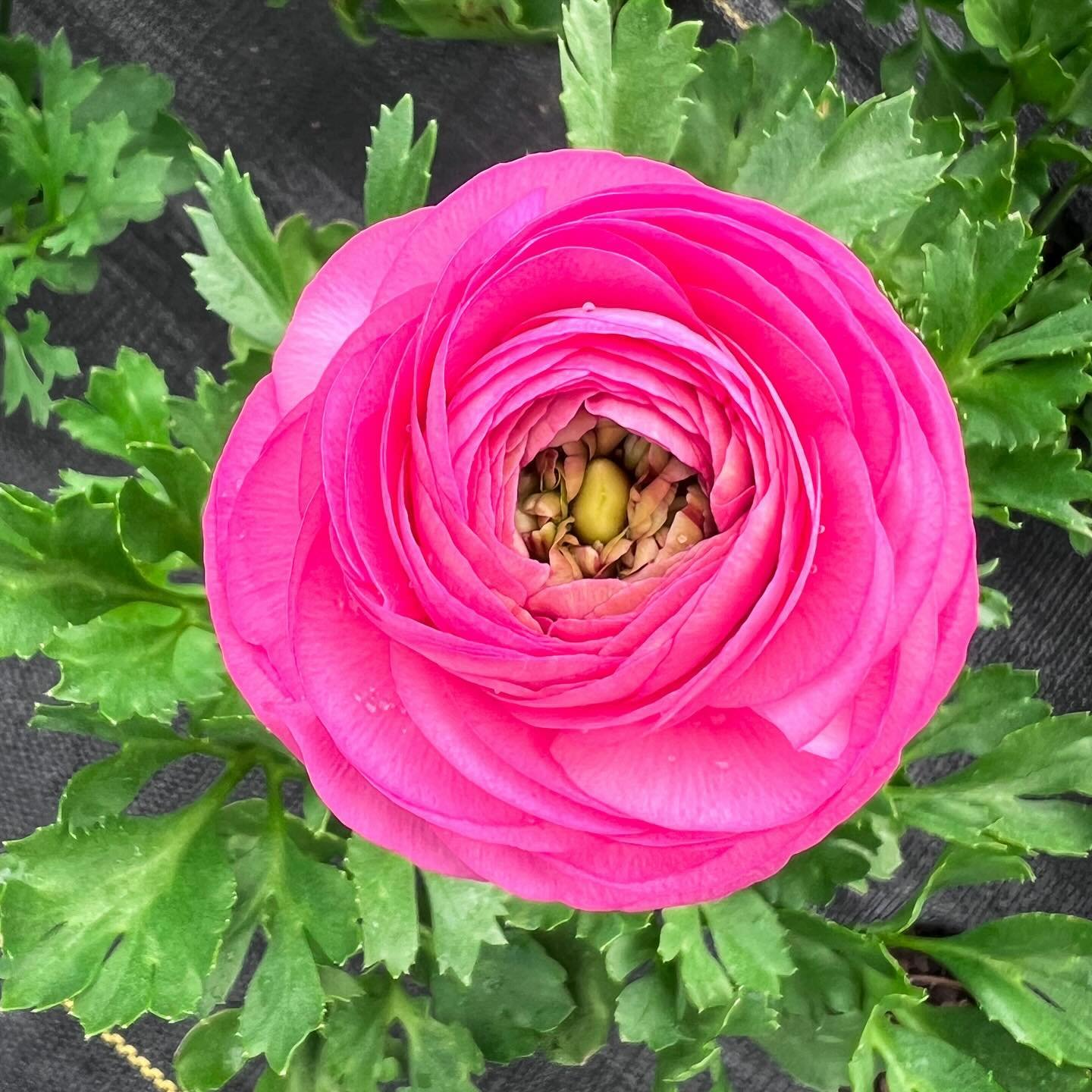 Yes, Virginia, there will be ranunculus on Mother&rsquo;s Day. The women of Morgantown must have been extra good this year. 
.
.
.
#ranunculus #springflowers #mothersdayflowers #mayfieldfarm #mayfieldfarmwv #morgantownflowerfarm #flowerfarm #flowerfa