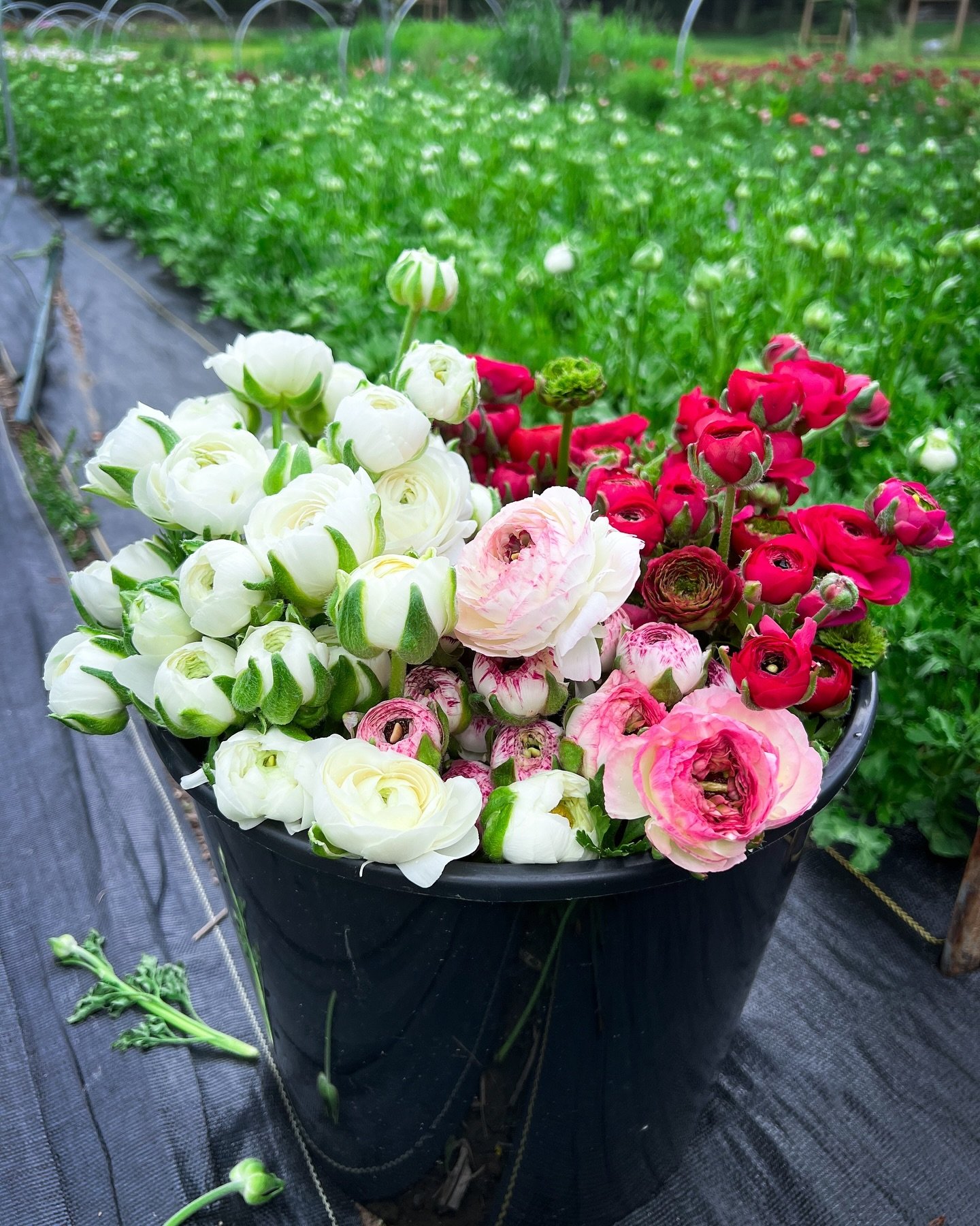 Buckets of these coming in from the field between rainstorms. Or sometimes, when we&rsquo;re really lucky, in the middle of a rainstorm.
.
.
.
#mothersday #mothersdayflowers #ranunculus #springflowers #mayfieldfarm #mayfieldfarmwv #morgantownflowerfa