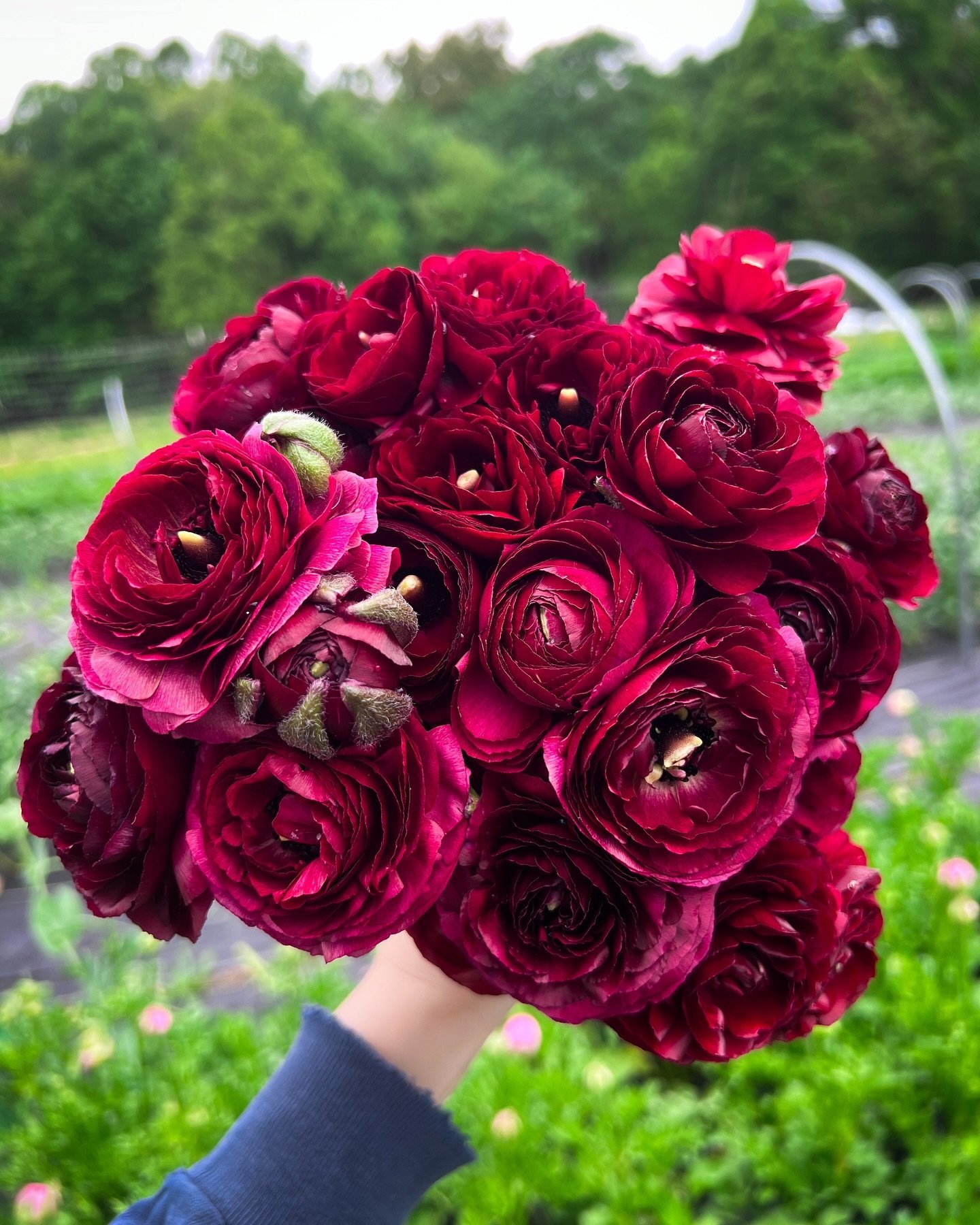 This is the first year we&rsquo;ve grown these burgundy ranunculus: what do you think?? The ranunculus have really benefitted from the cooling off we&rsquo;ve had these past few days, though I could stand a little less rain myself&hellip;
.
.
.
#ranu