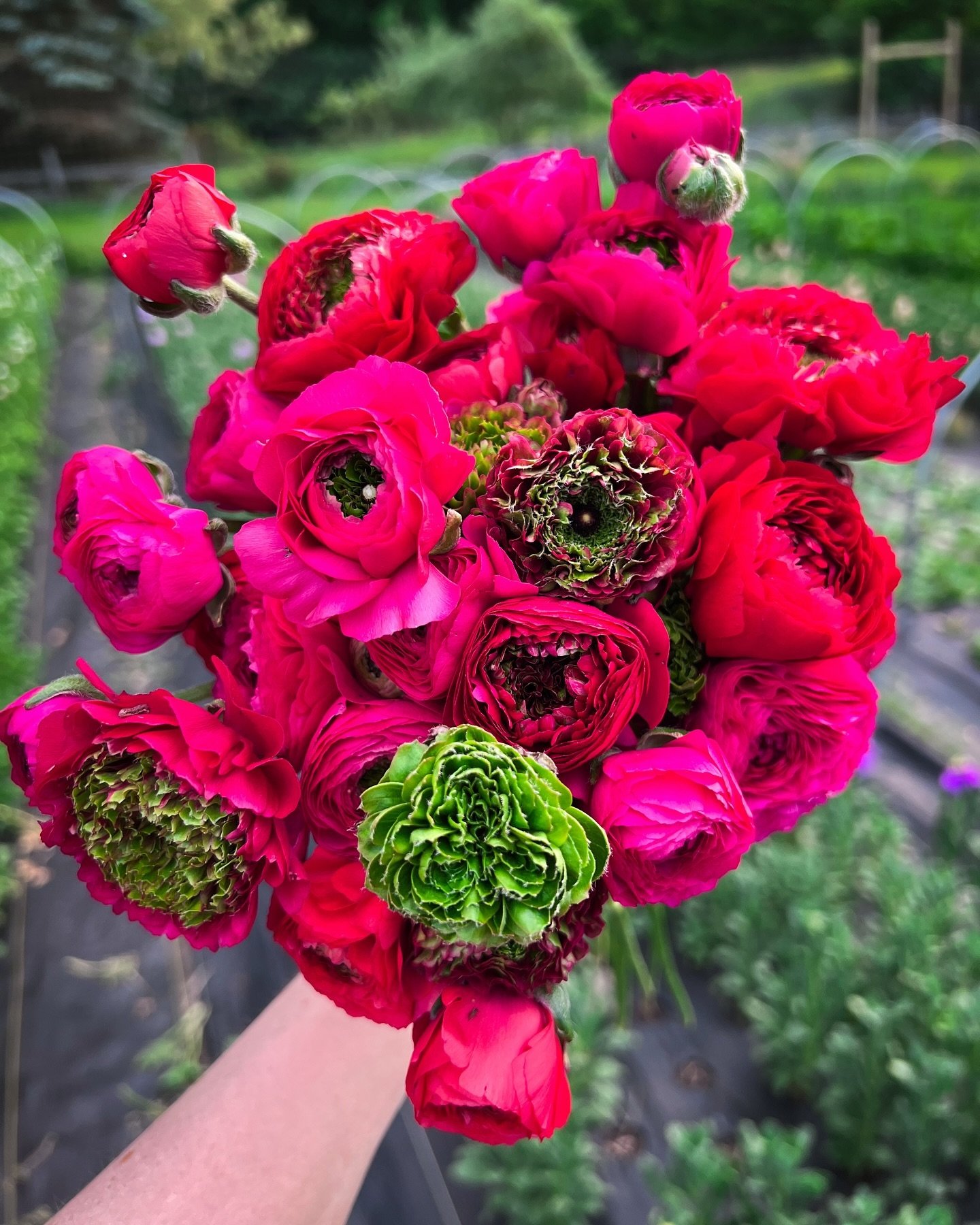 These goofball ranunculus are called &ldquo;Supergreen Rose&rdquo; and have leaves growing from their centers. I wasn&rsquo;t sure how I felt at first but now I&rsquo;m obsessed. Look at that saturated fuscia!
.
.
.
#ranunculus #springflowers #mayfie