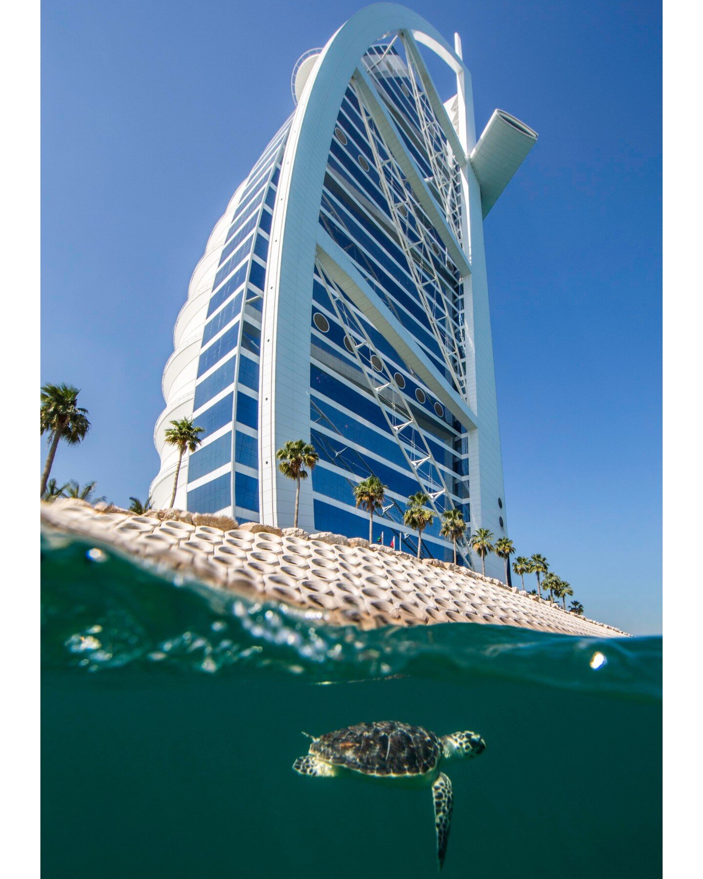 Dubai Turtle Rehabilitation Project (DTRP) is based at Burj Al Arab Jumeirah and Madinat Jumeirah and is run in collaboration with Dubai&rsquo;s Wildlife Protection Office, with essential veterinary support provided by Falcon Medical Clinic in Dubai 