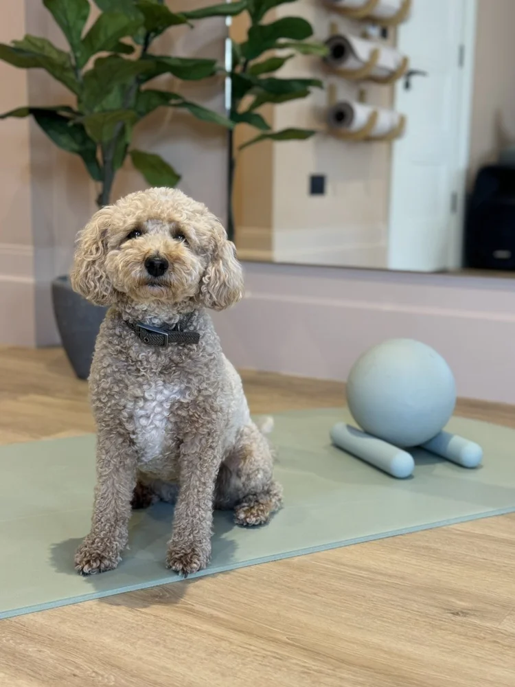 Poppy the dog sitting on a mat in the Cobham studio