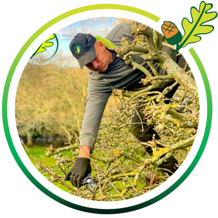 Tree Surgeon & Arborist in Bromsgrove CJ Tree Surgeons