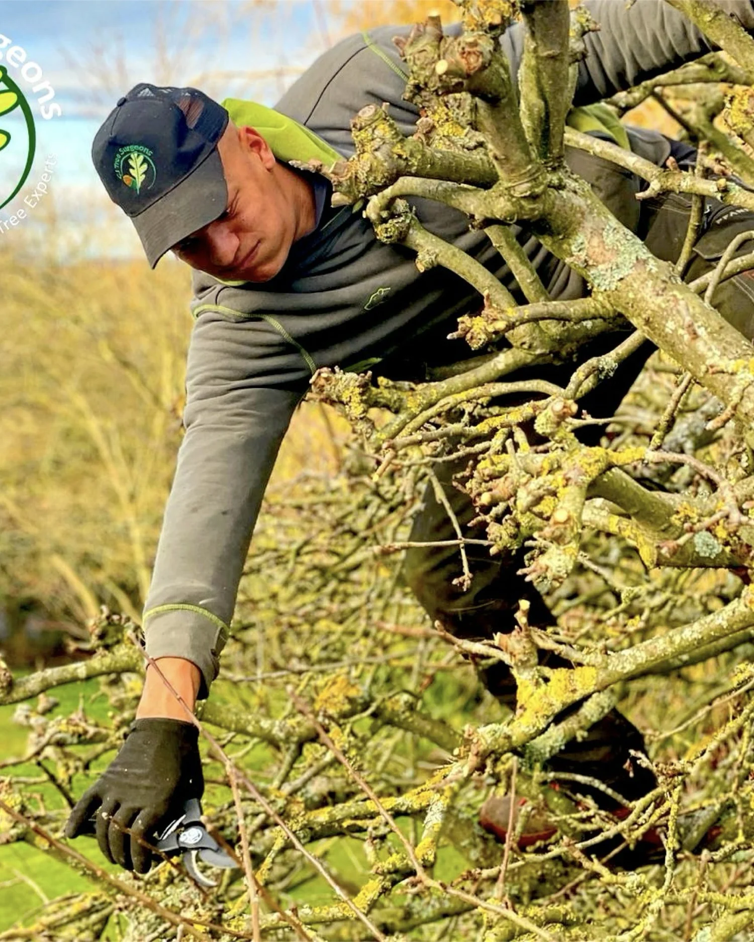 Best Time for Tree Pruning Bromsgrove | CJ Tree Surgeons — CJ Tree Surgeons
