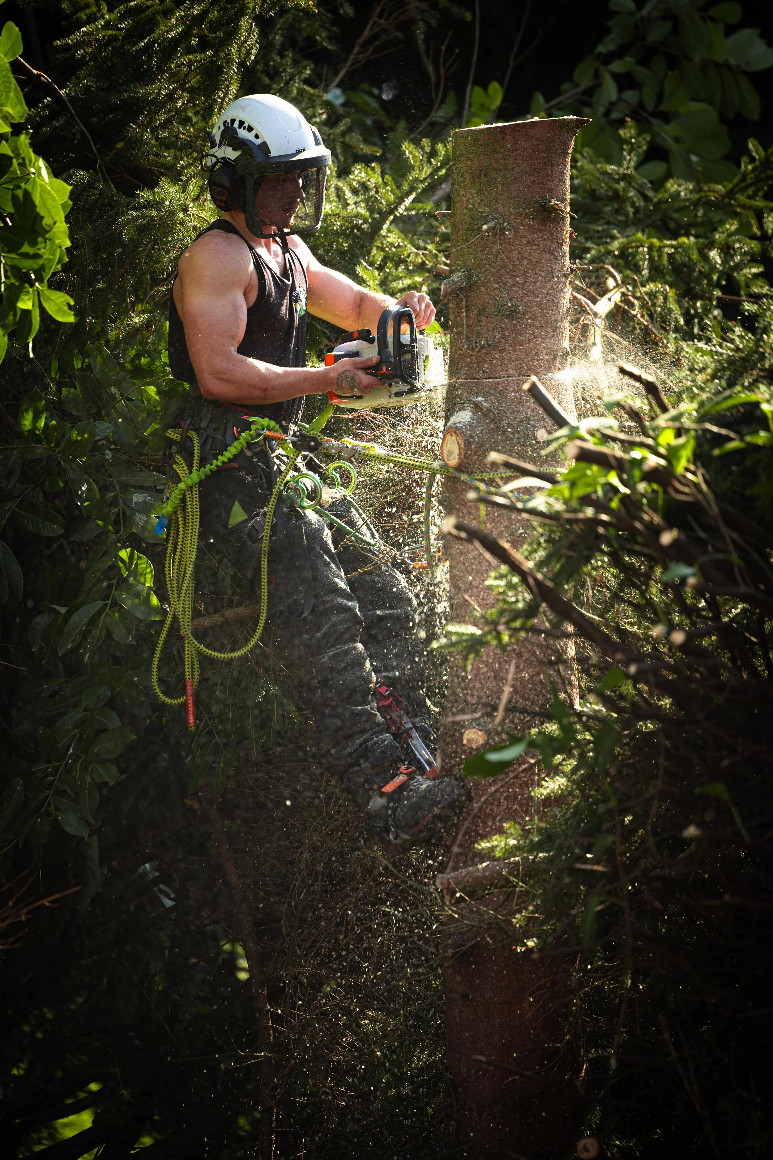 Tree felling-min.jpg