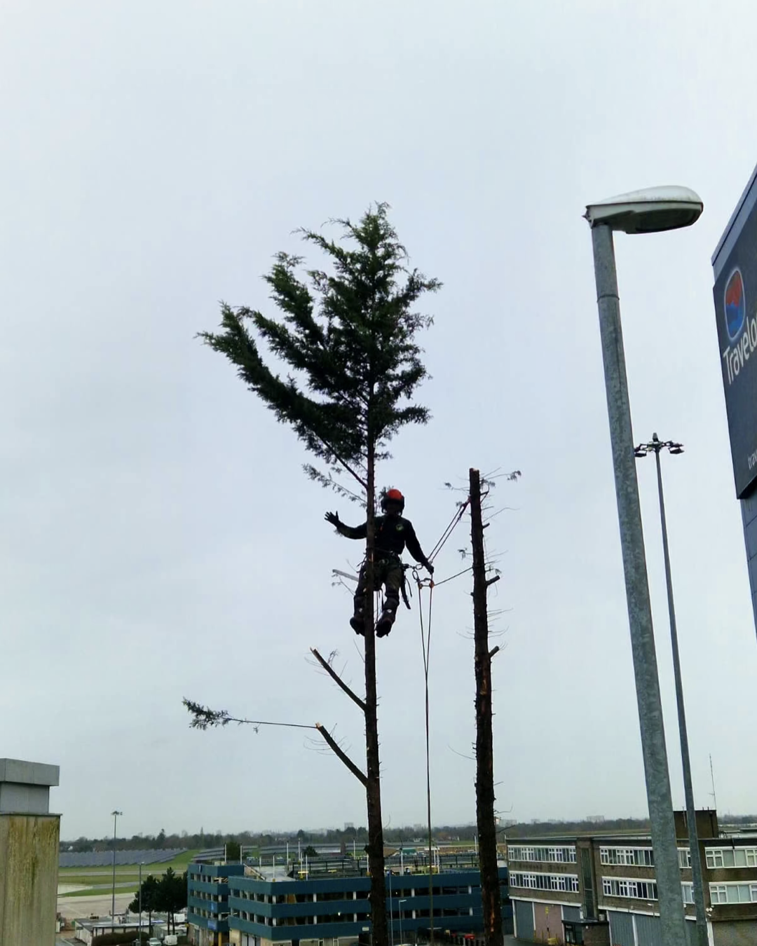 Commercial Tree Clearance at Holiday Inn, Birmingham Airport | CJ Tree Surgeons
