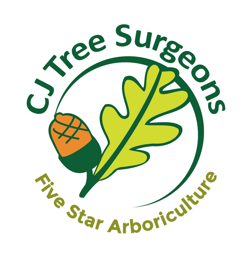 Tree Surgery Services Bromsgrove | CJ Tree Surgeons