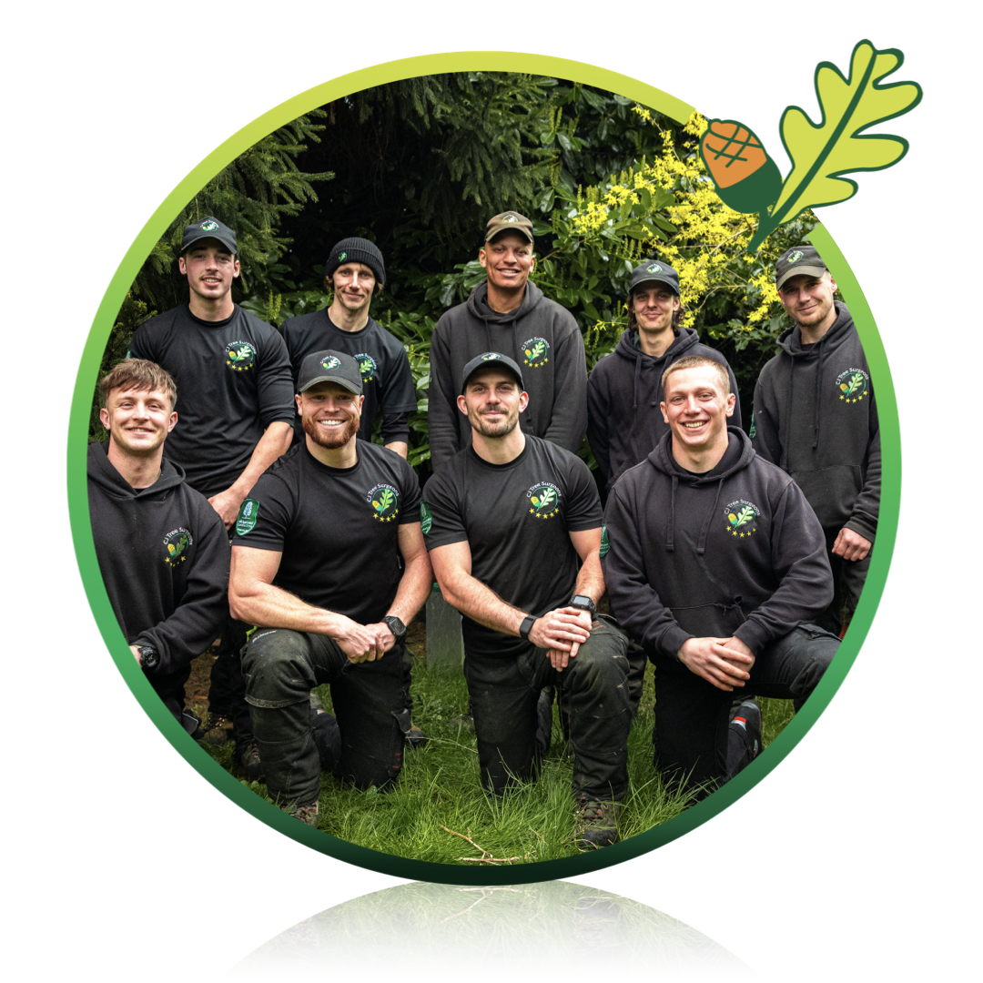 Contact Tree Surgeons Bromsgrove | CJ Tree Surgeons