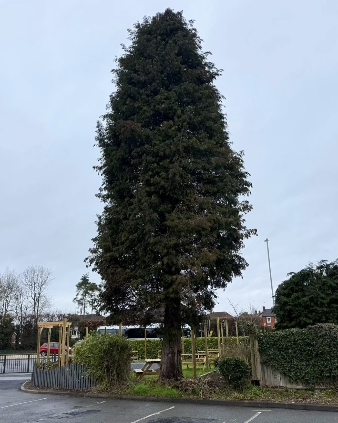 Commercial Tree Removal for The Spencer's Pub in Hagley, Stourbridge