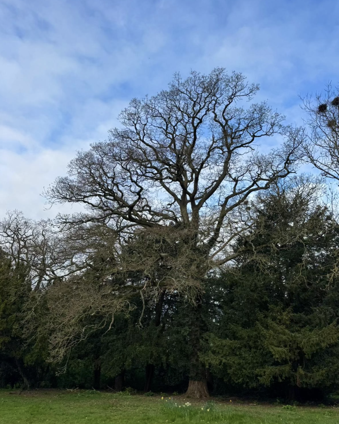 Tree Removal &amp; Subsidence Remediation in Shipston-on-Stour | CJ Tree Surgeons