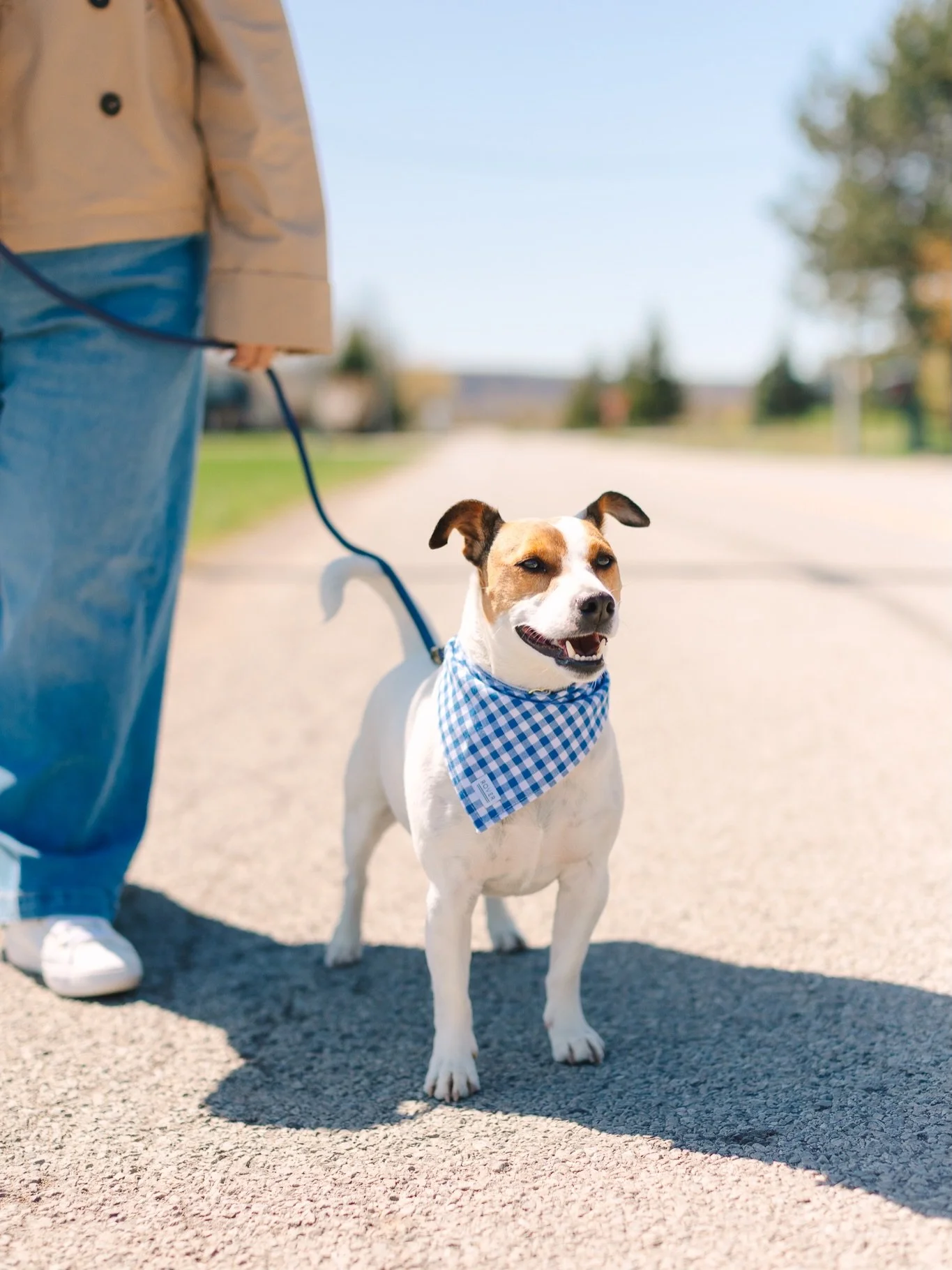 5 years of loving Frankie 🤍

The girl who said
&ldquo;I&rsquo;m not a dog person&rdquo;

&hellip;now has a dog that fills her camera roll with a lot of Jack Russell content!!!!

Frankie entered our lives like a tiny tornado with legs and zero regard
