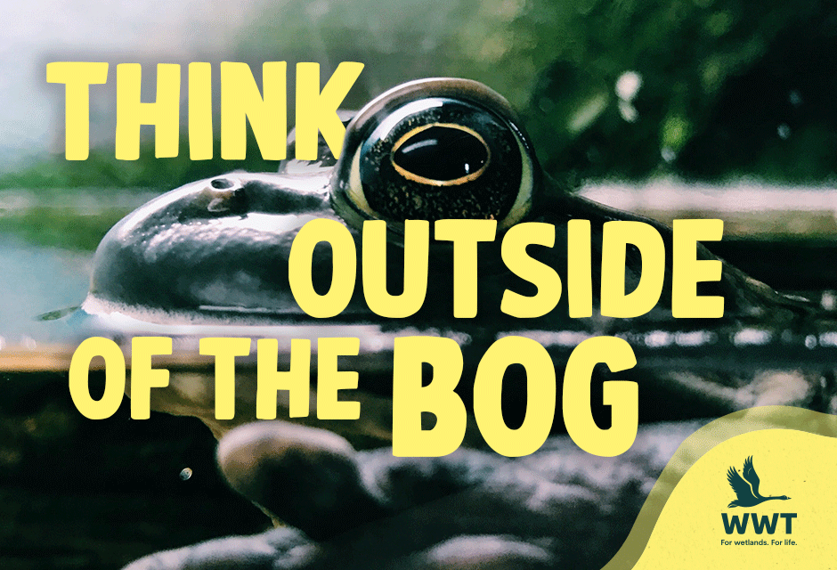 Wildfowl & Wetlands Trust: Rebrand