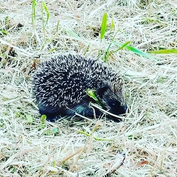 🦔Message des h&eacute;rissons🦔 :

Le rire gu&eacute;rit votre c&oelig;ur, efface les mauvaises choses

de votre pass&eacute; et illumine votre avenir. Riez en pensant &agrave; vos

probl&egrave;mes et r&eacute;pandez la joie partout o&ugrave; vous 