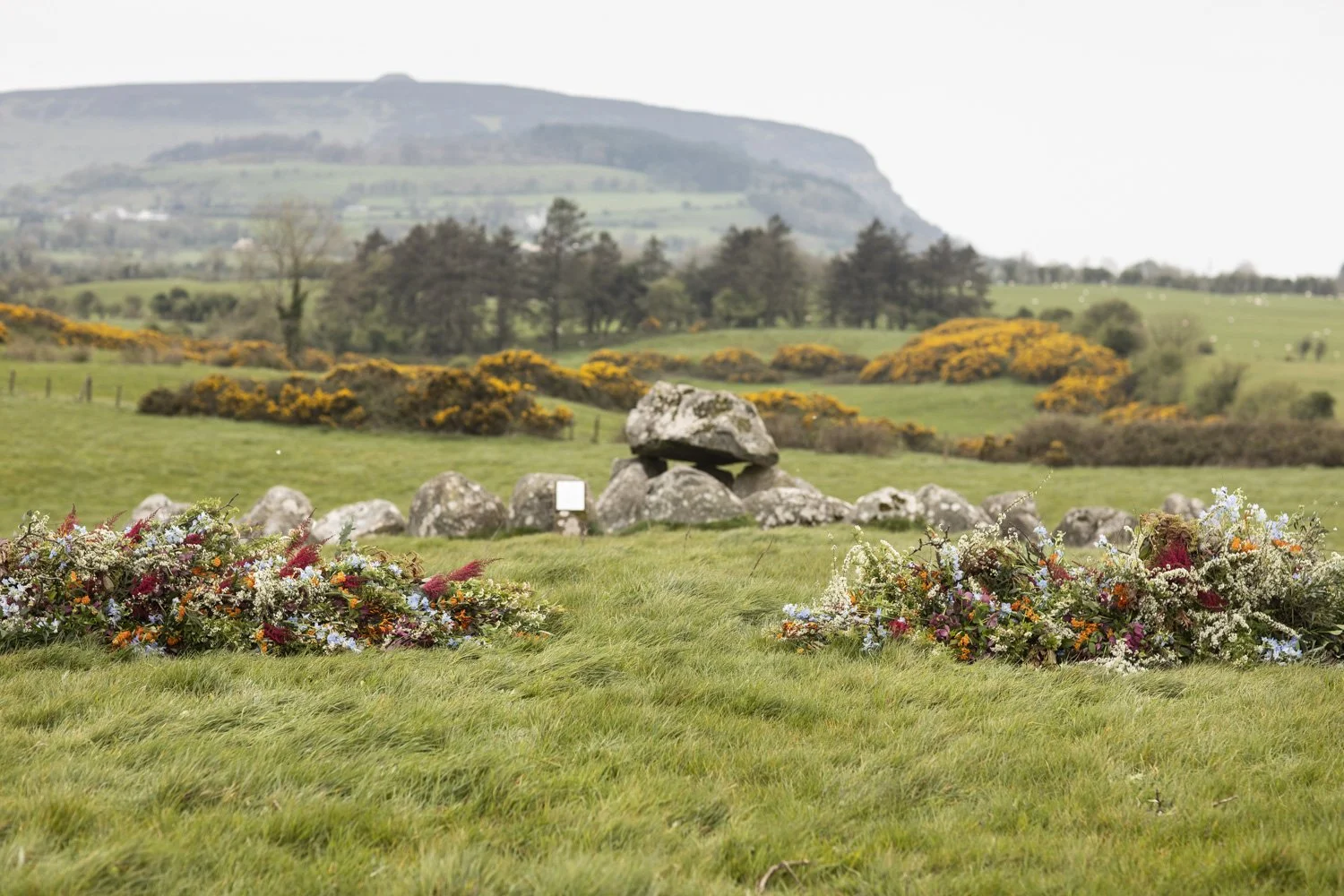 Appassionata Flowers - Blathanna - Carrowmore.jpg