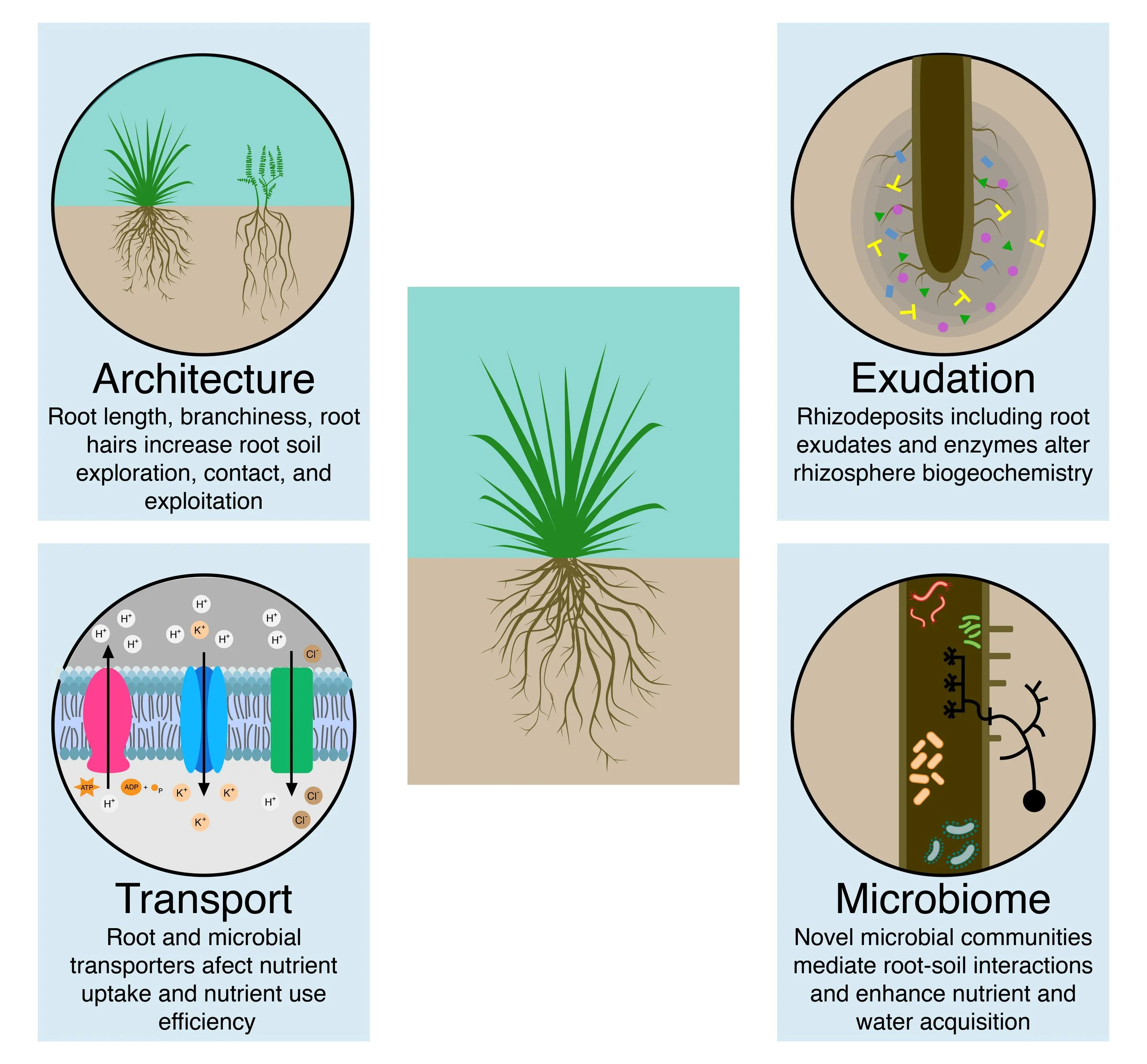 switchgrass graphic-01.jpg