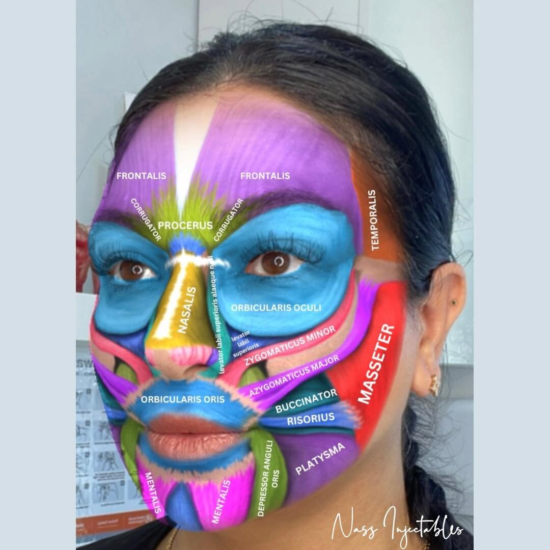 FACIAL MUSCLES 🧬

Displayed in this picture are the many muscles that the human face is comprised of. Many of these muscles can be treated to reduce or eliminate unwanted wrinkles, facial slimming, and headache/tension reduction. 

Personally, I pre