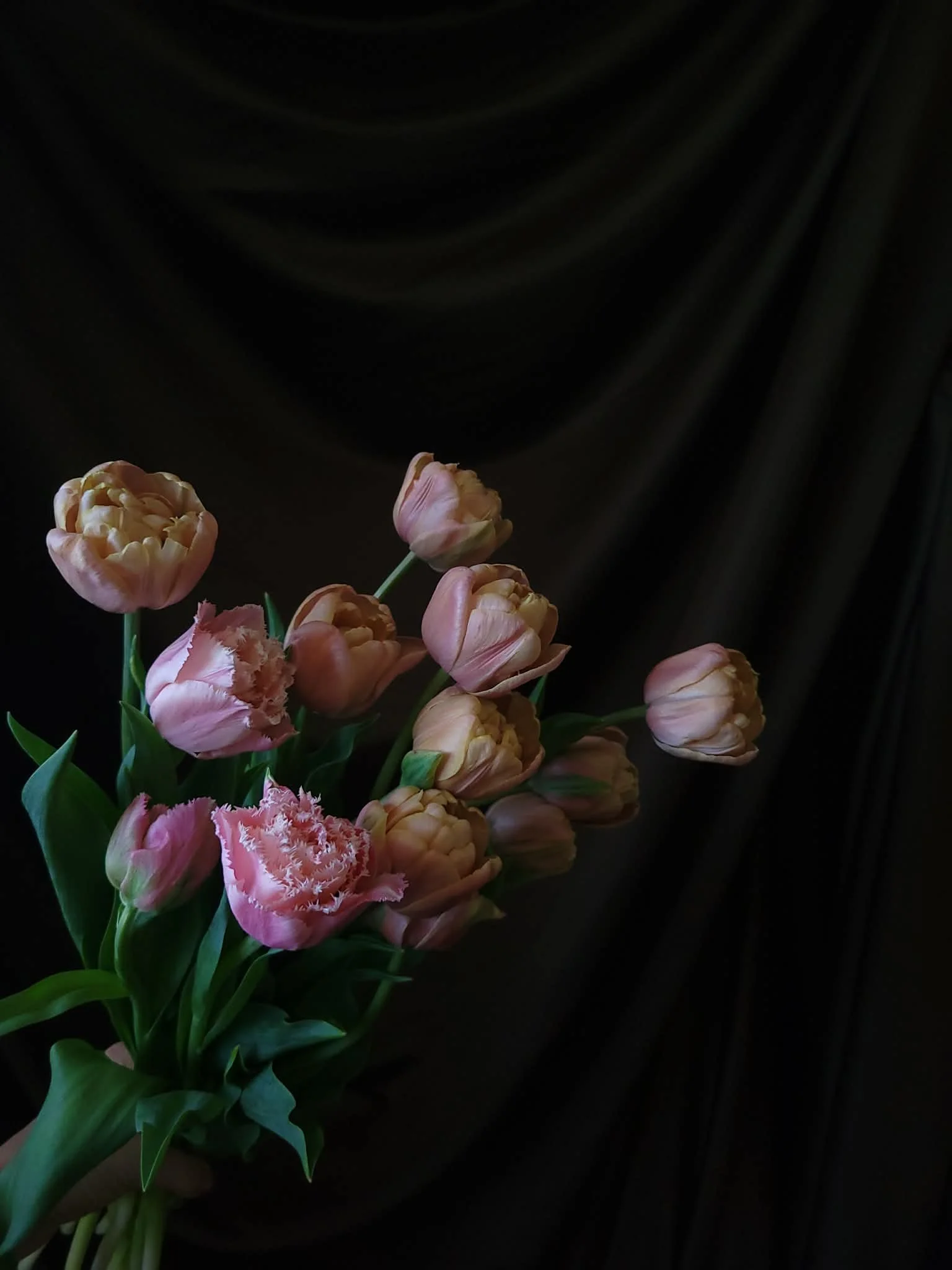 La Belle Epoque Tulip