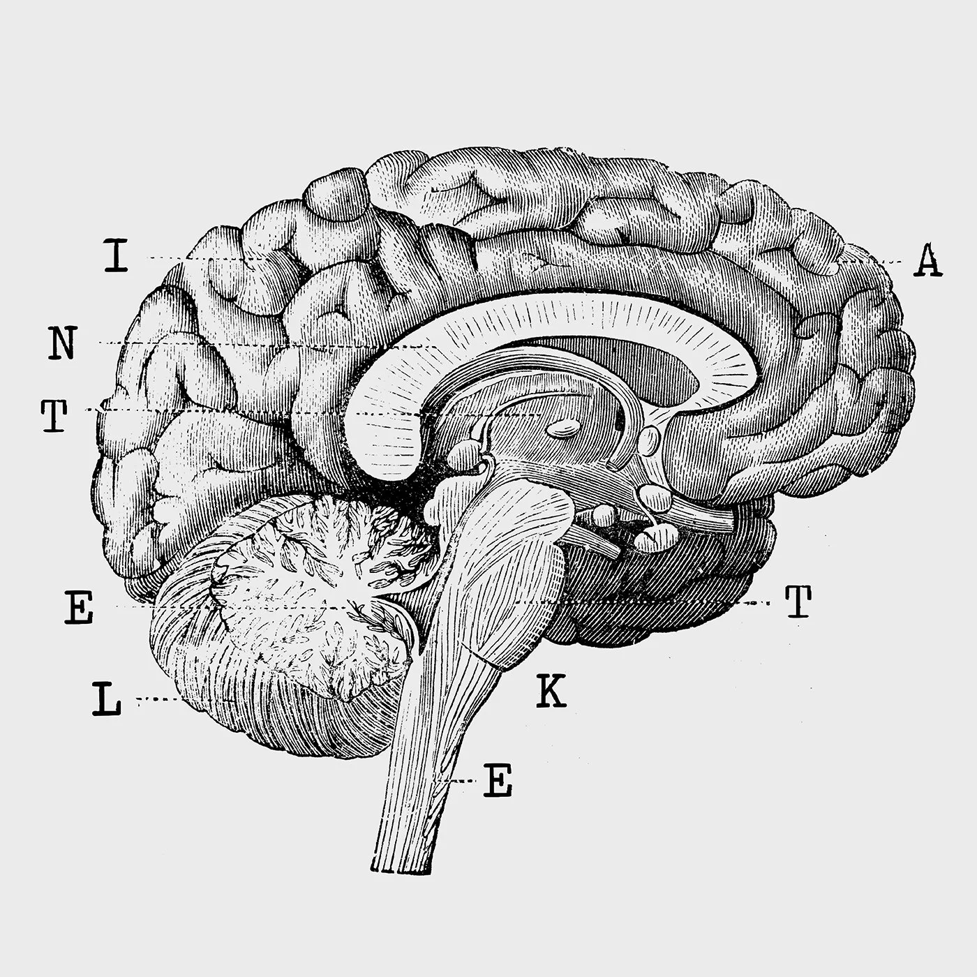 A detailed, black-and-white scientific drawing of the human brain with labels pointing to different parts.