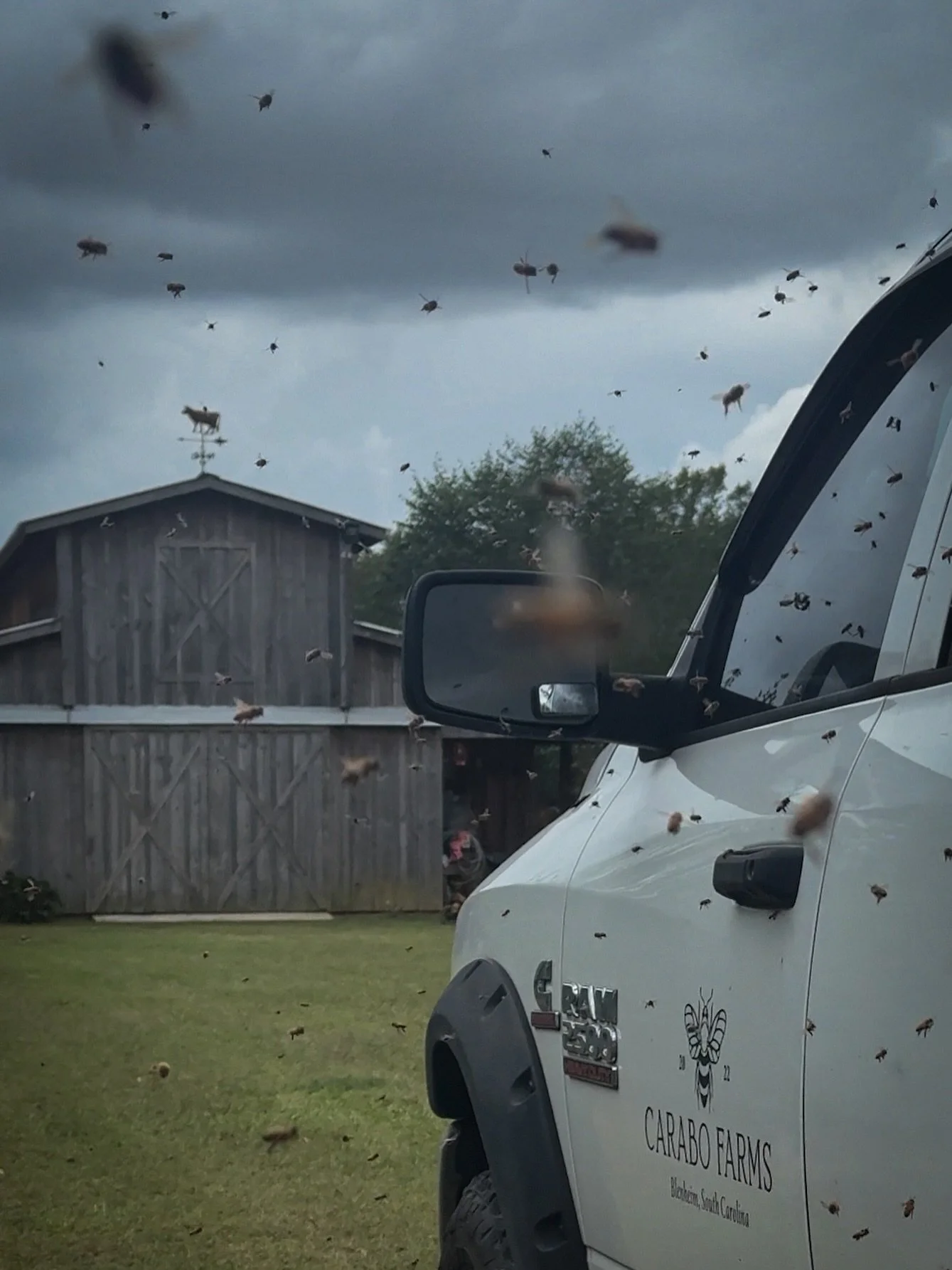 The bees didn&rsquo;t like the dreary weather 🌩️