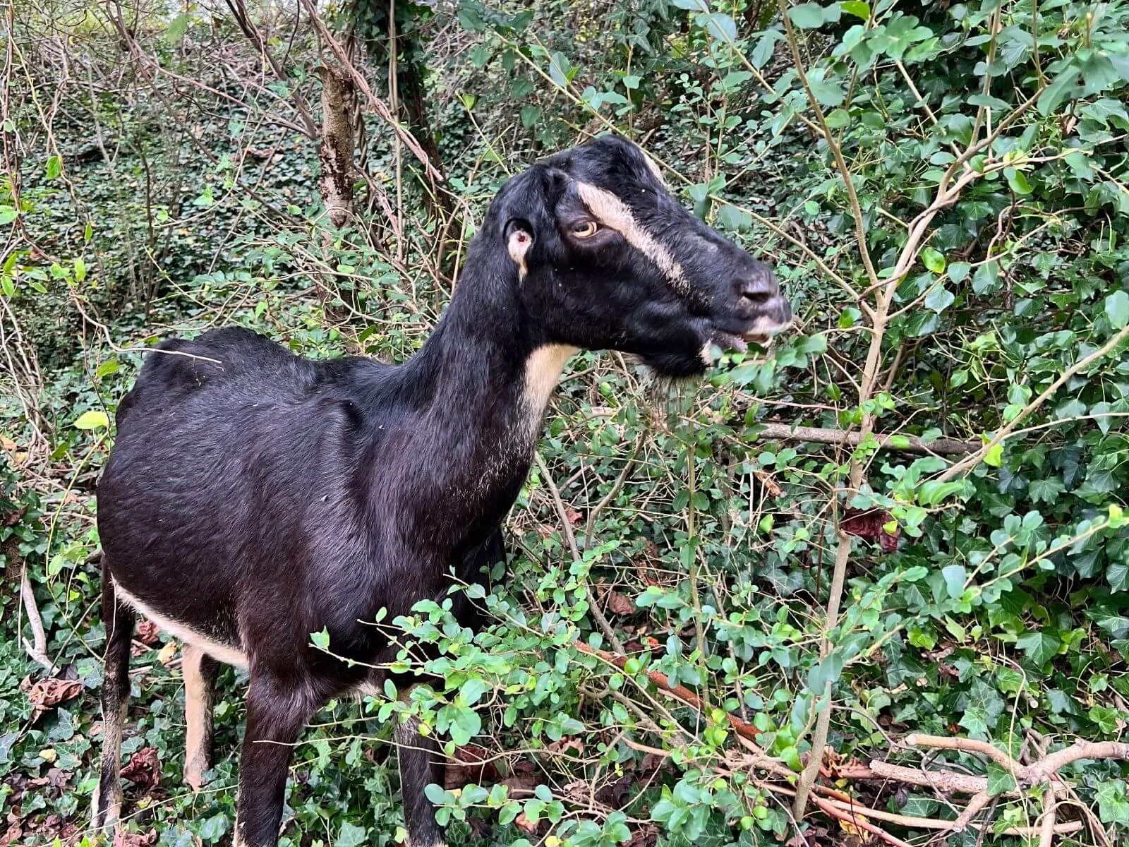 photo of mountain goatscapes at asheville muni golf course