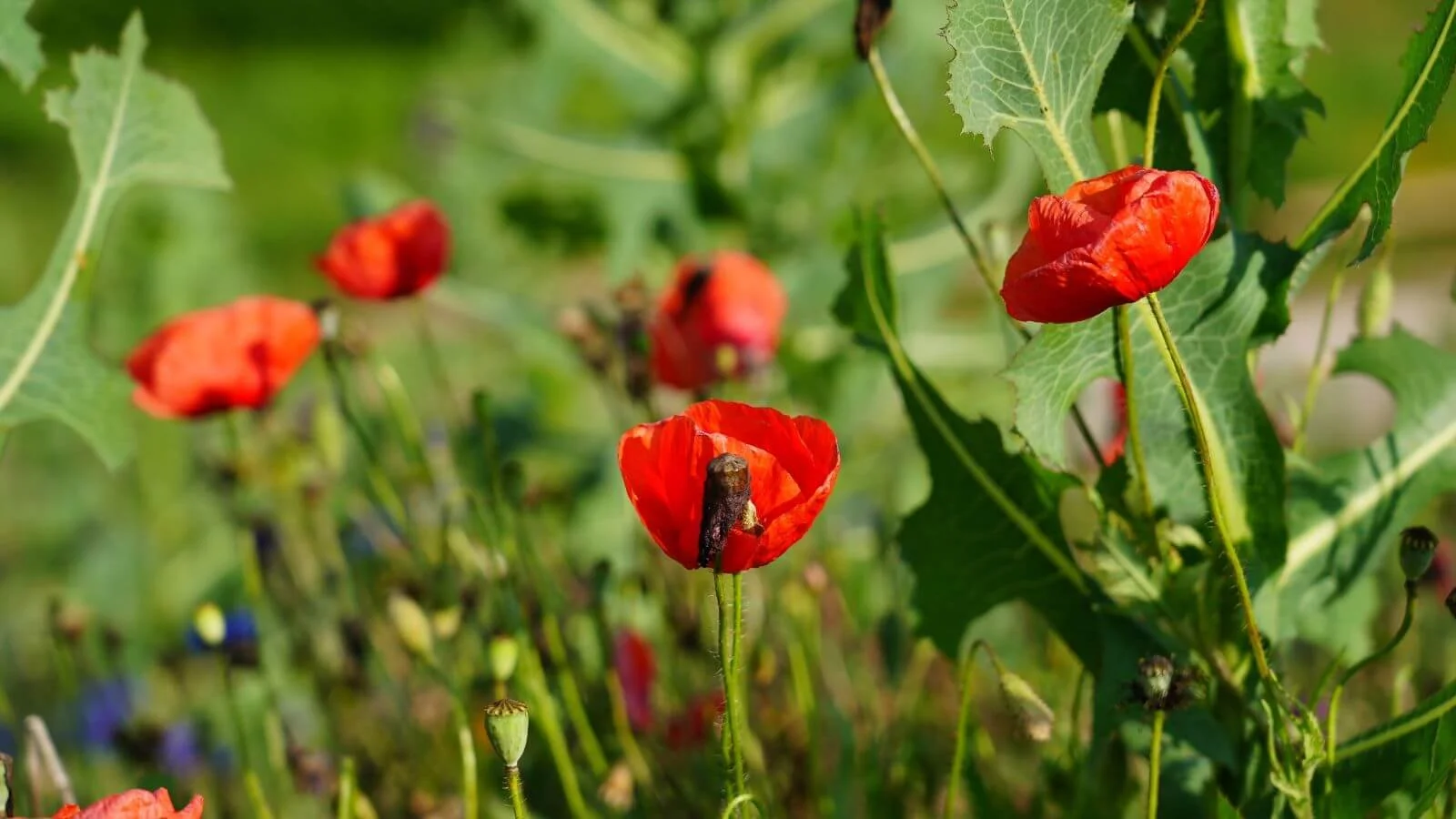 photo of flowers at asheville muni golf course.jpg
