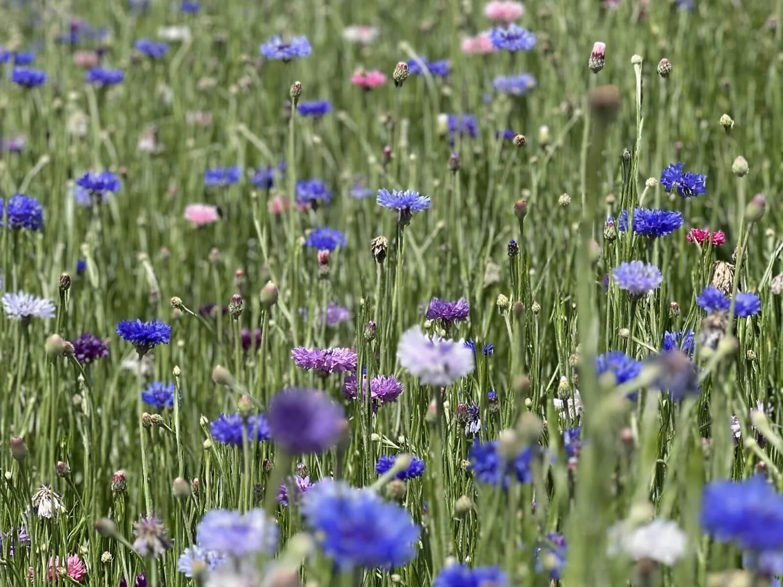 photo of wildflower plants at asheville muni golf course.jpg