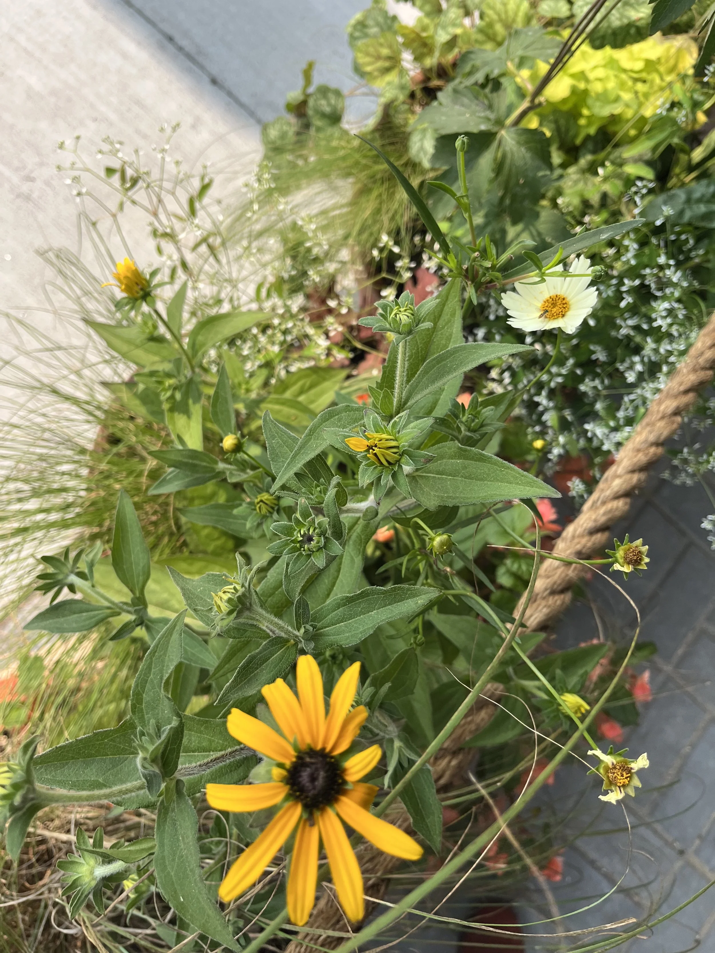 IMG_7809.jpeg