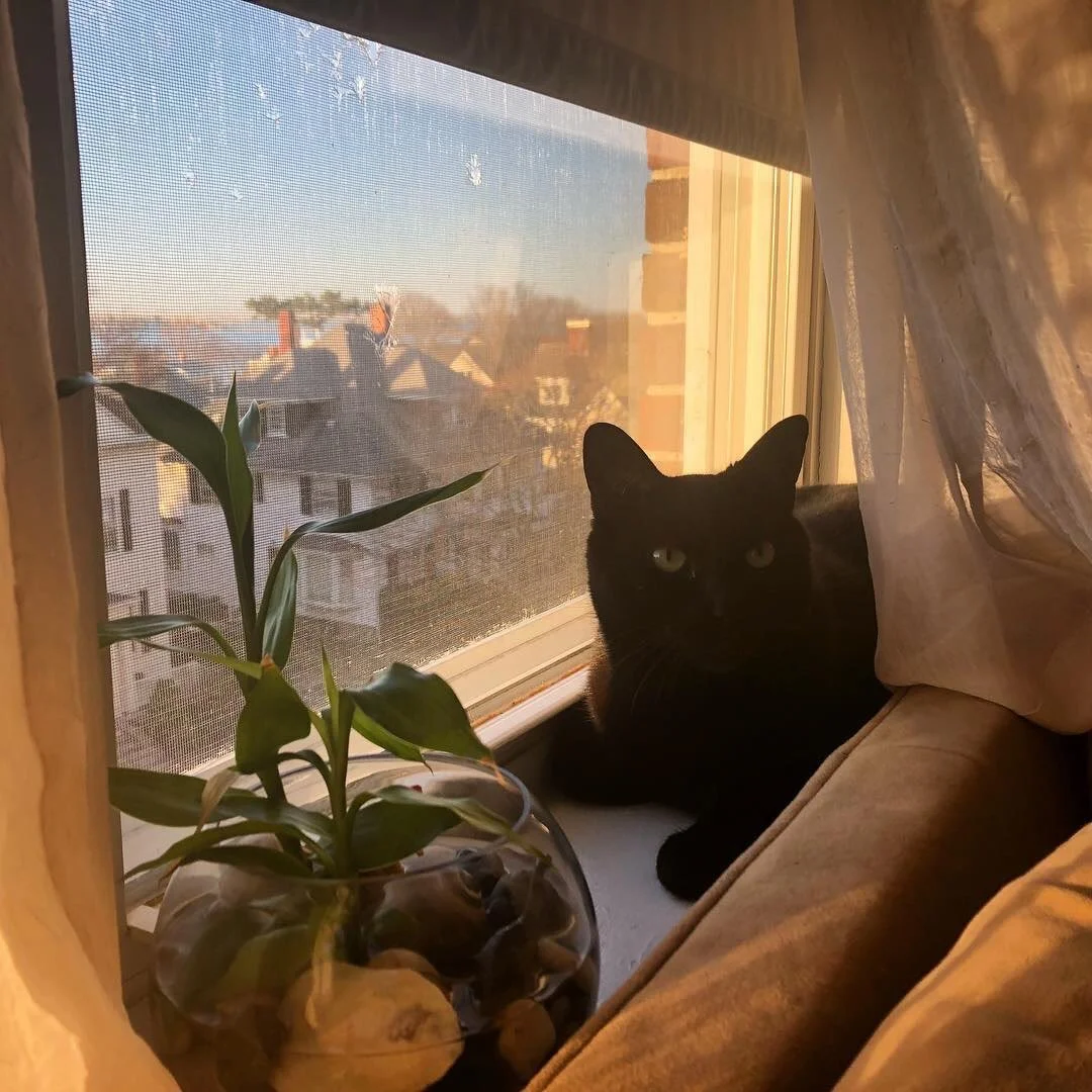 October 9 will always be a special day to me&hellip; the day we adopted Mars in 2015 🌙 I miss my best boy so much. Grateful for the time we had 🖤 Here he is in our first apartment together in Lynn, with a great view of decrepit mansions and the oce