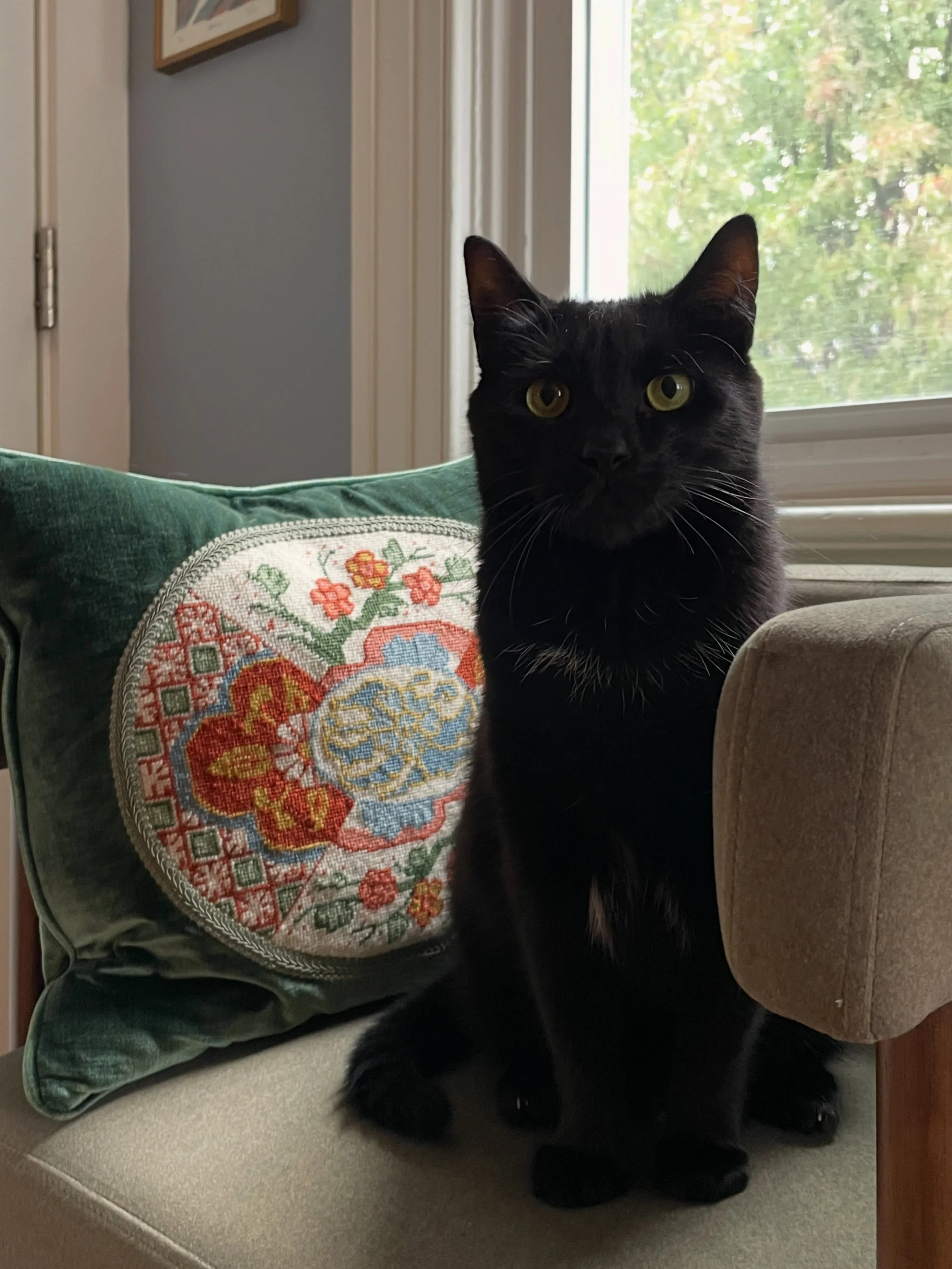 Happy October 1 from my spooky boy, Nemo 🐈&zwj;⬛🎃🖤

#blackcat #void