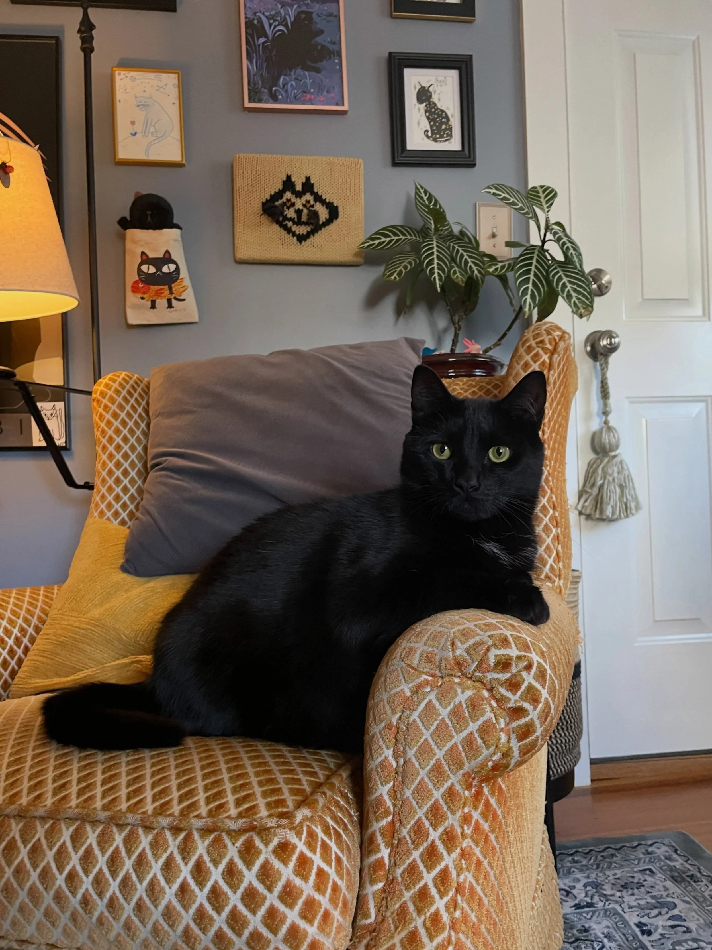 Nemo&rsquo;s presidential portrait 🐈&zwj;⬛🖤

#blackcat #voidcat #distinguishedgentleman #boycat #blackcatsofinstagram