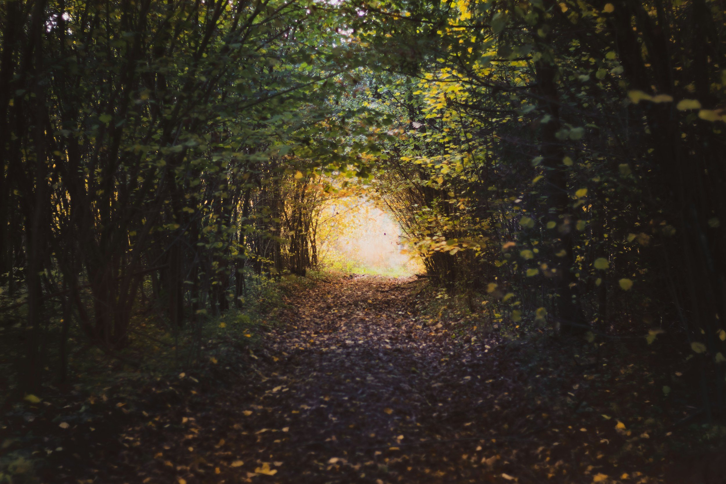 A path through a tunnel of trees toward a warm glowing light