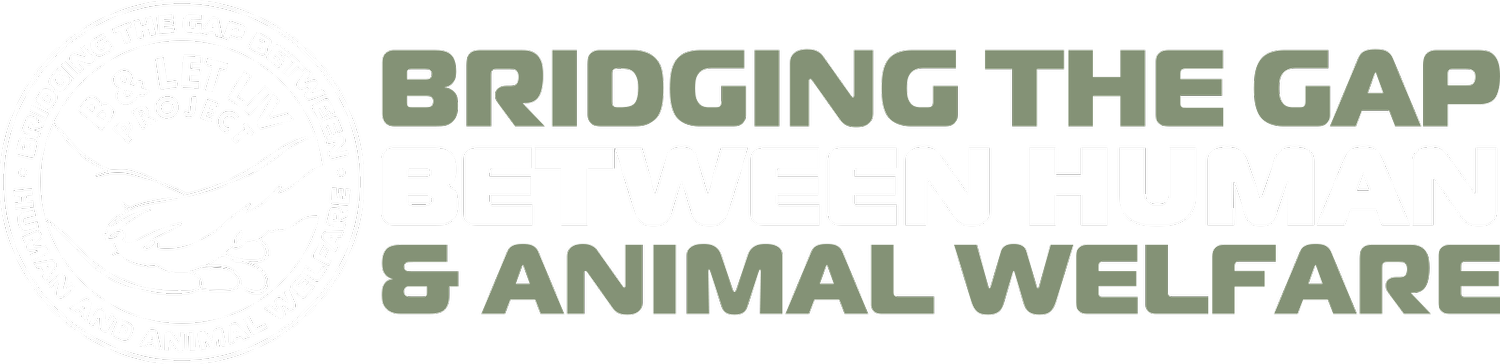 B &amp; Let  liv project