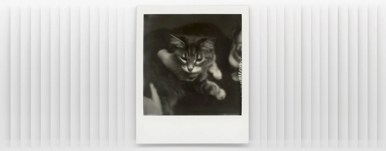 2022-NYE-Polaroids_008_RT3-LR-WideWildCrop.jpg