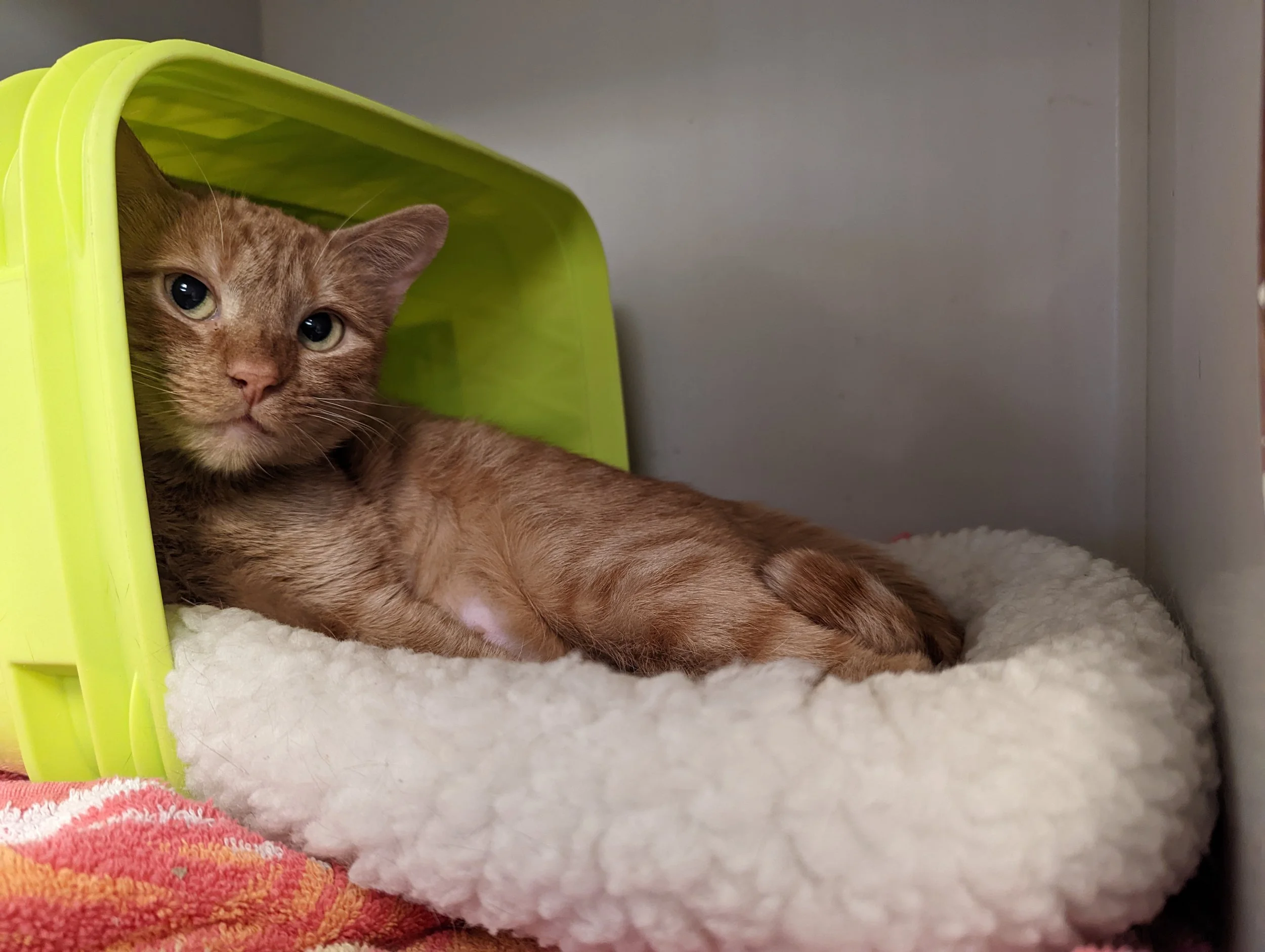 Wish List | How to Support Richmond Animal League — Richmond Animal League