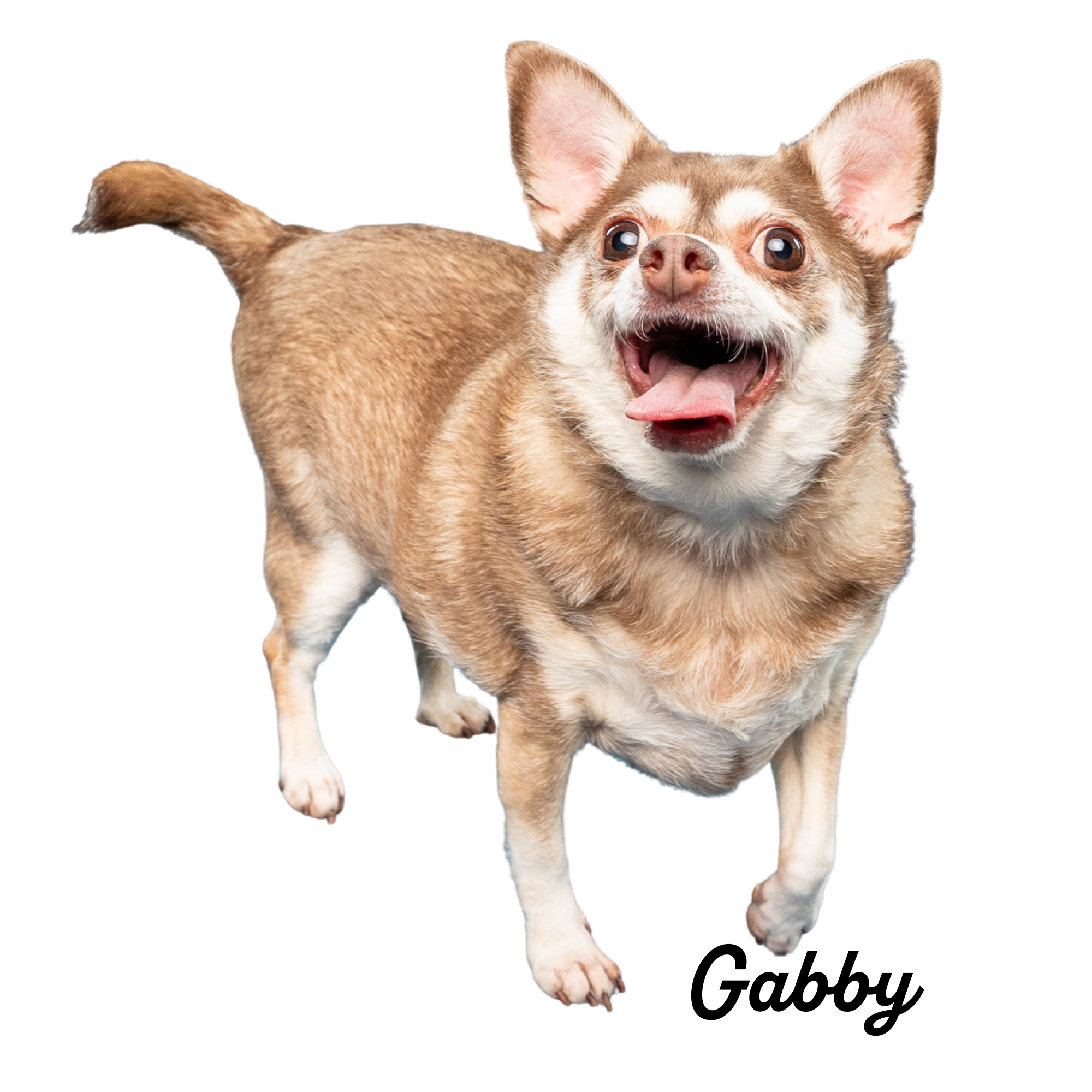 A cheerful small dog with tan and white fur, standing on a black background, with its tongue out and ears perked up.