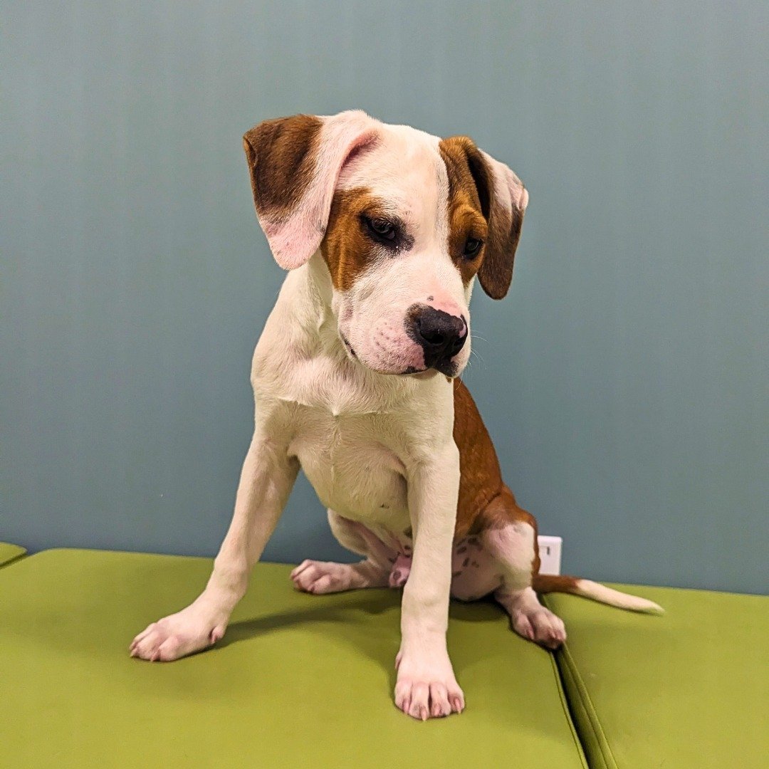 Do you want a puppy? I know, that's a silly question; who doesn't want a puppy? We have so many puppies at RAL right now, several at the shelter and some in foster care. Stop by during our walk-in adoption hours to meet the puppies here at the shelte