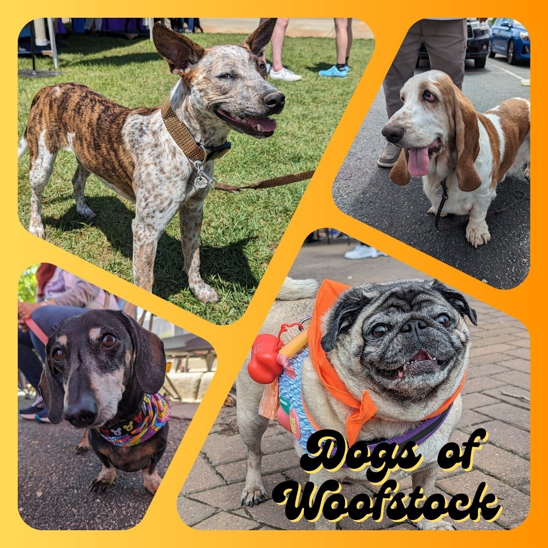 Bringing your pupper to Woofstock, be sure to check out our Dog Game Zone.

Thanks to our pals at @holidaybarnpetresorts, we've got a lineup of dog games that will have your furry friend howling with joy.

#richmondanimalleague #woofstock #woofstock2