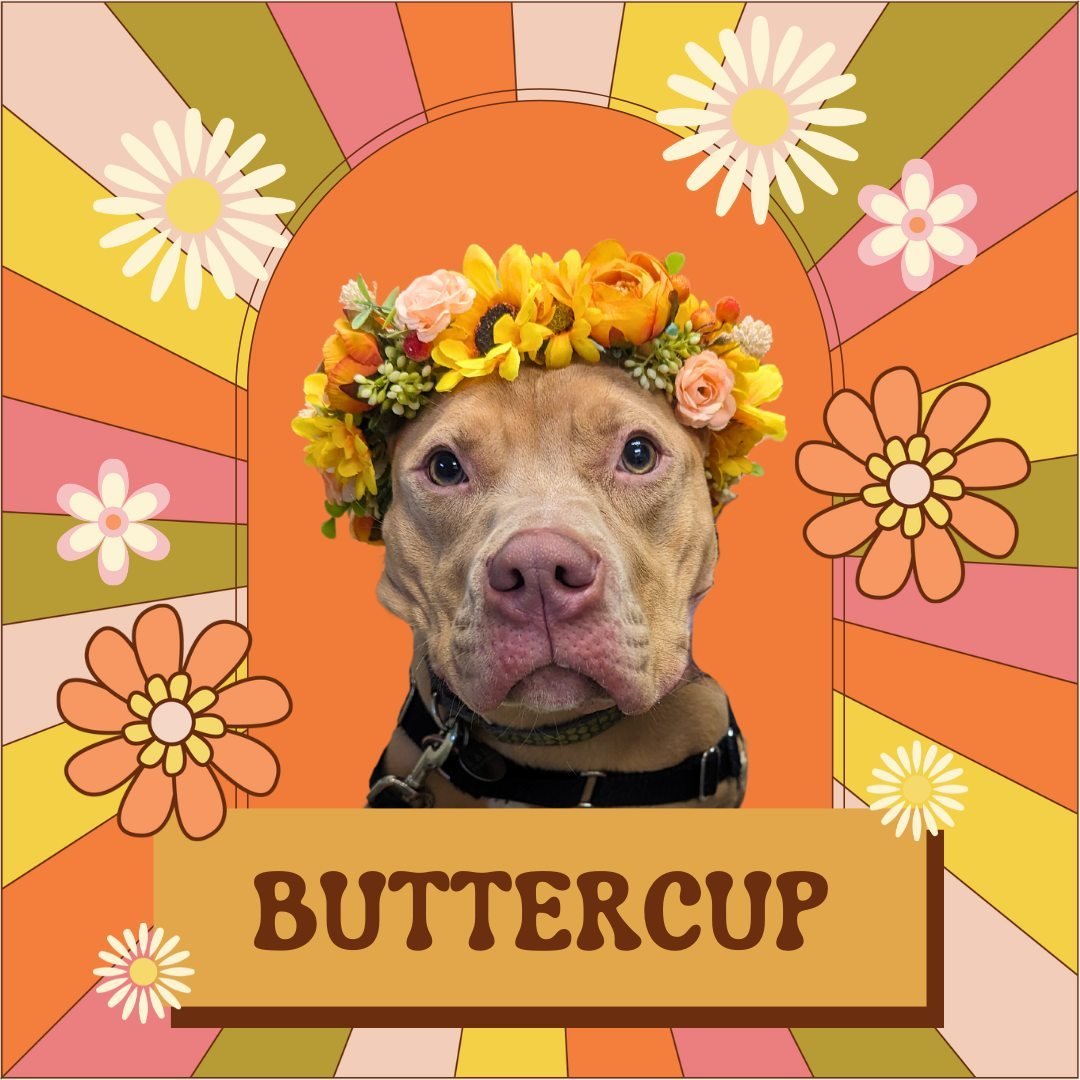 🌼👑 Buttercup and Damon are already rocking their flower crowns for Woofstock this Saturday! How about you? Dig out your most happening headgear and grooviest garb, and join us for a paw-some day of music, fun, and furry friends! Don't miss the chan