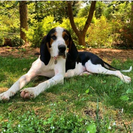 Why hasn't someone snatched up Hunka Love yet? He's pure hound-eared perfection. He's a lanky-legged lovebug. He's...well just look at him!

If you are interested in meeting this bestest boy, visit ral.org/dogs and click the Application button on his