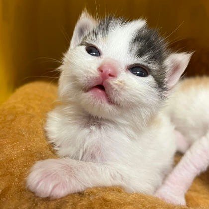 Look, it's a kitten!

Now that we have your attention with a cute kitten, we just wanted to let you know that there is still time to buy Woofstock Raffle Tickets!

Raffle tickets can be purchased through noon tomorrow. We will contact the winners by 