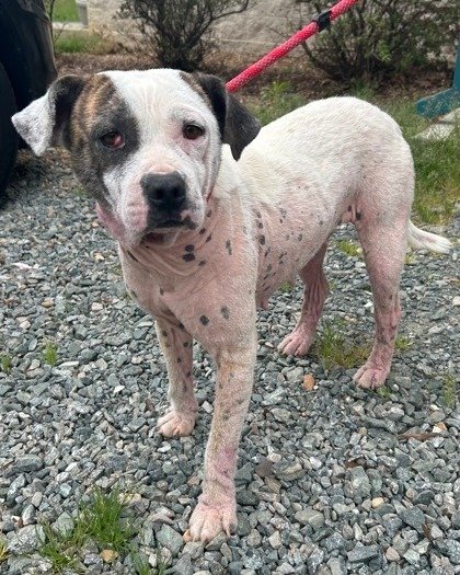 🌟 Meet our Brave Beauty - Cher 🌟

🐾 Cher is overcoming her challenges one paw at a time. She&rsquo;s currently triumphing over a case of mange with the loving help of our team. Each day brings her skin a little closer to silky smoothness!

👀 Cher