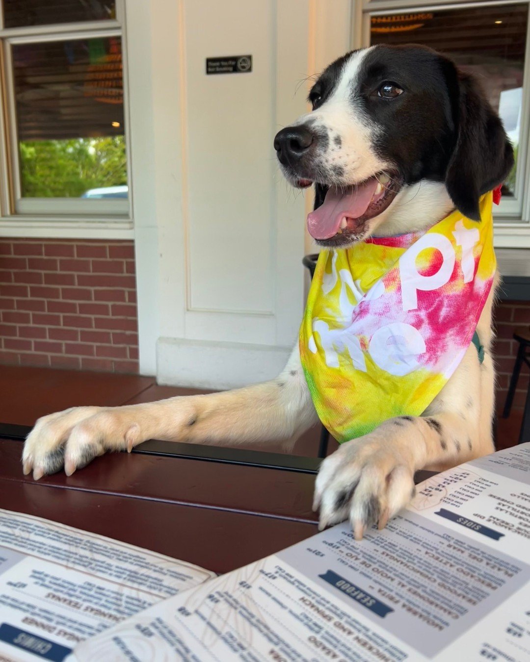 We're not sure if that's an Adopt Me bandana or bib that Springer is wearing on the Plaza Azteca patio, but either way, he is ready for some lunch and attracting an adopter at the same time.

Springer is always up for an adventure. Be it a run around
