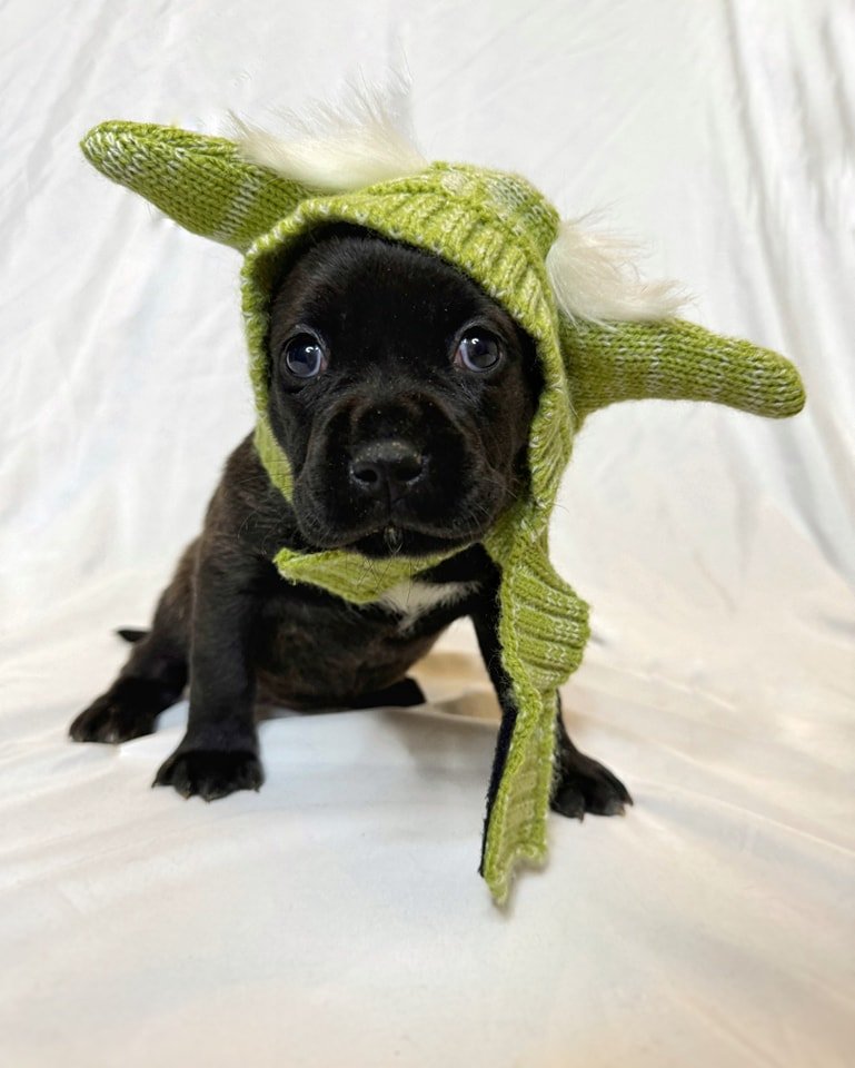 In a foster home not so far away, a new hope rises...

Celebrate May the Fourth with us and welcome the newest rebels of the galaxy&mdash;Rey and her Star Wars siblings! Born under unexpected stars at our shelter, these little pups have embraced the 