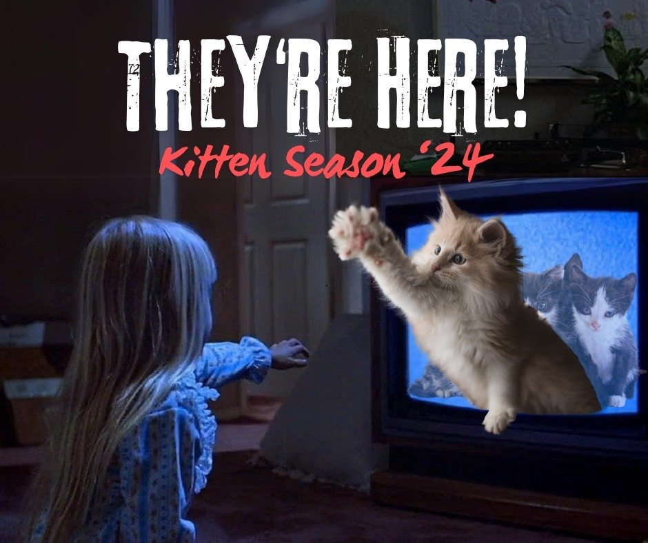 👻🐾 &quot;They're here... and they're absolutely adorable!&quot; As a foster, your home might soon experience mysterious movements&mdash;but fear not! It&rsquo;s just our playful kittens, not ghosts, making themselves at home as they tumble and poun